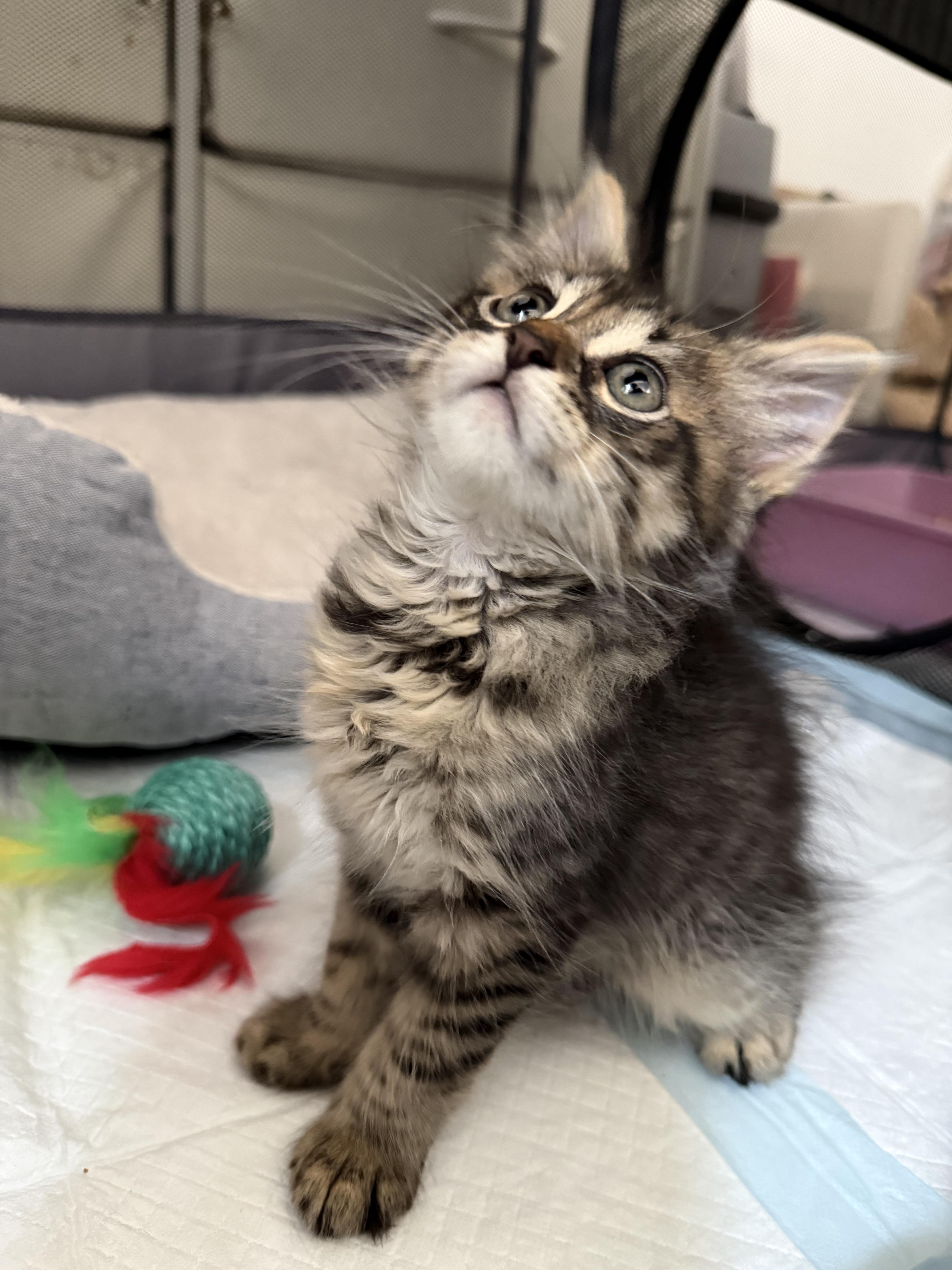 Enlarge Rio (Bonded to Isla), an adopted Domestic Medium Hair in Long Island City, NY image 2/5