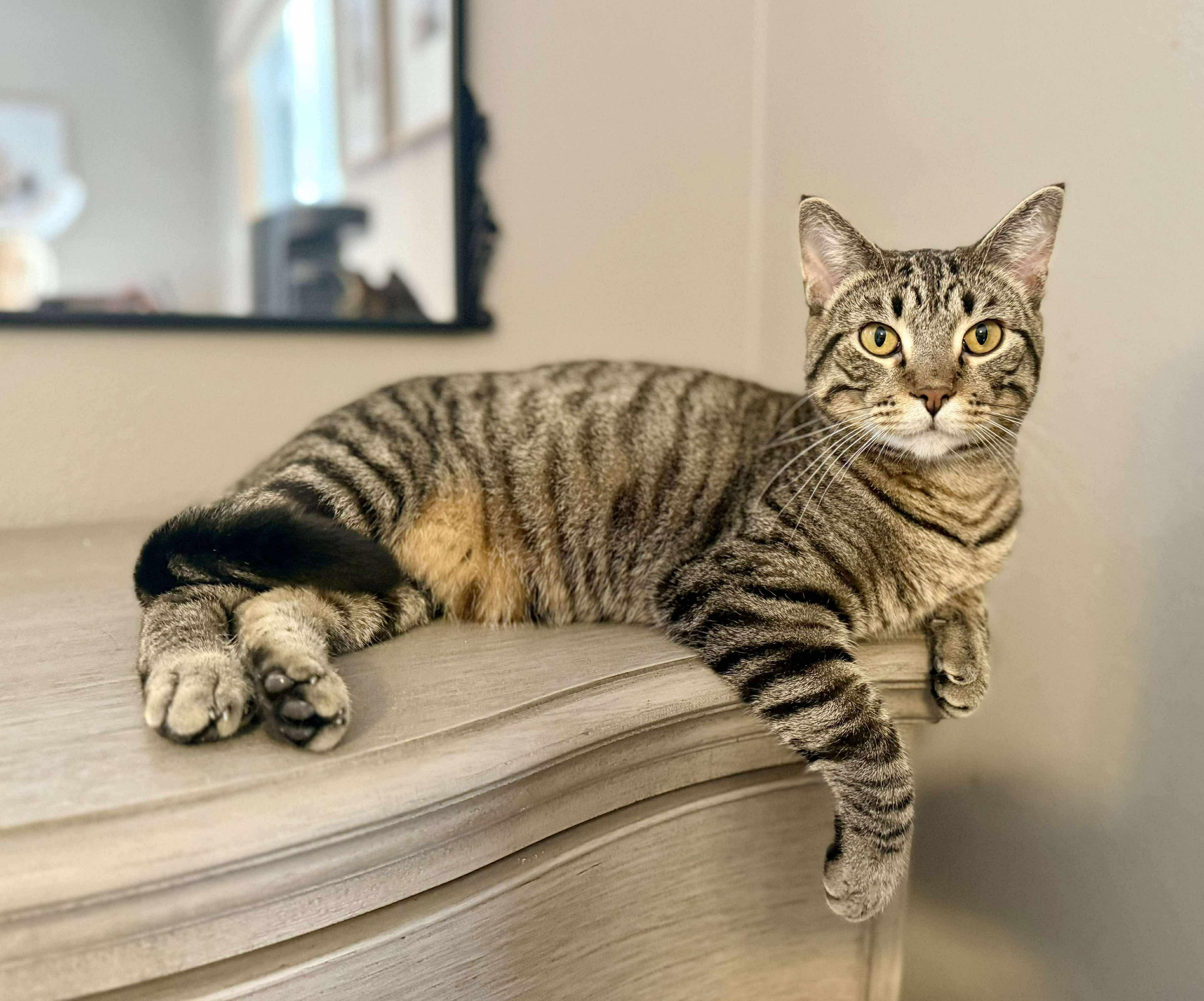 Enlarge Maze, a Adoptable Domestic Short Hair in Stoughton, WI image 6/6