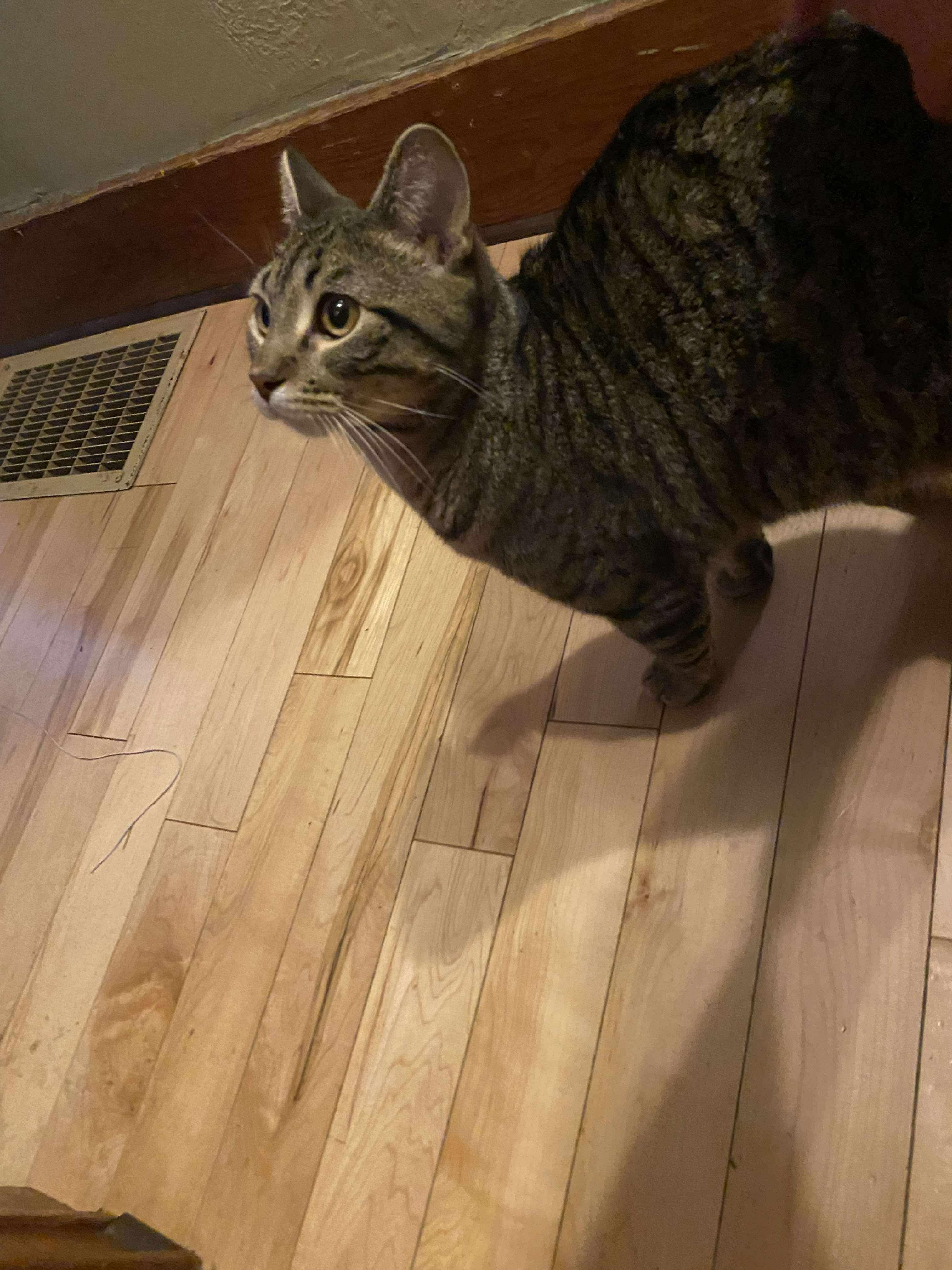 Maze, a Adoptable Domestic Short Hair in Sun Prairie , WI image 4/5