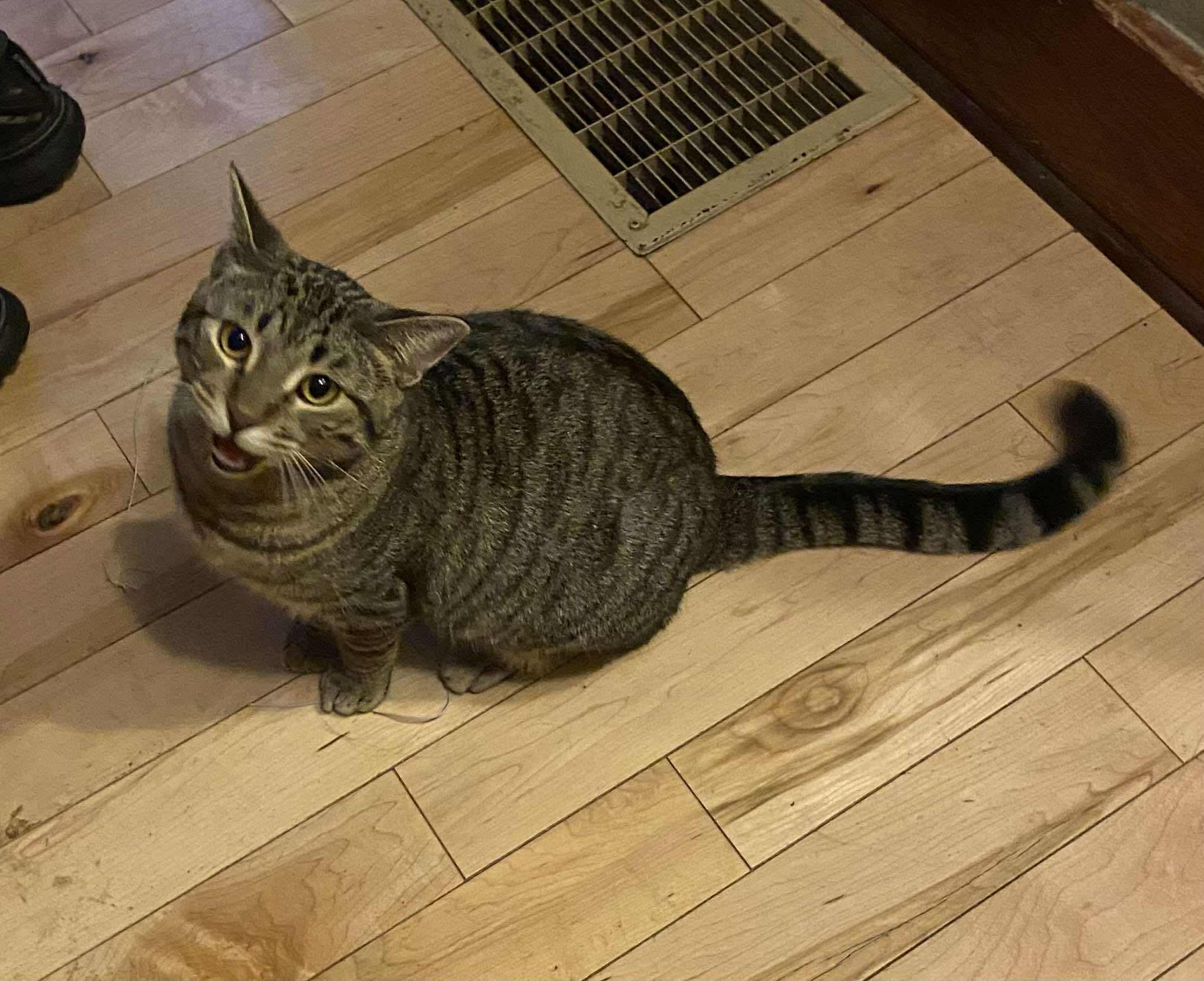 Maze, a Adoptable Domestic Short Hair in Sun Prairie , WI image 2/5