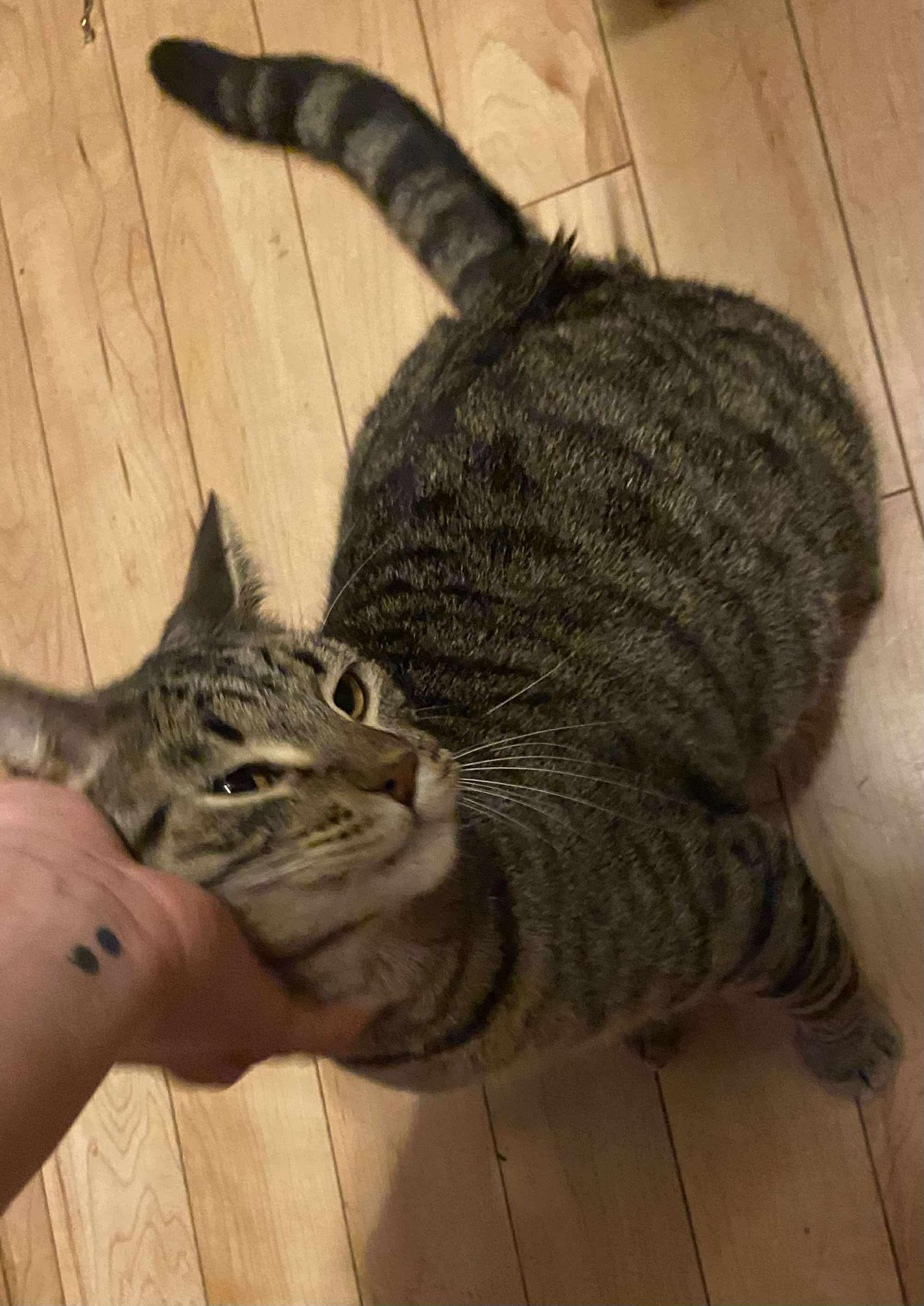 Maze, an adoptable Domestic Short Hair in Sun Prairie , WI, 53590 | Photo Image 3