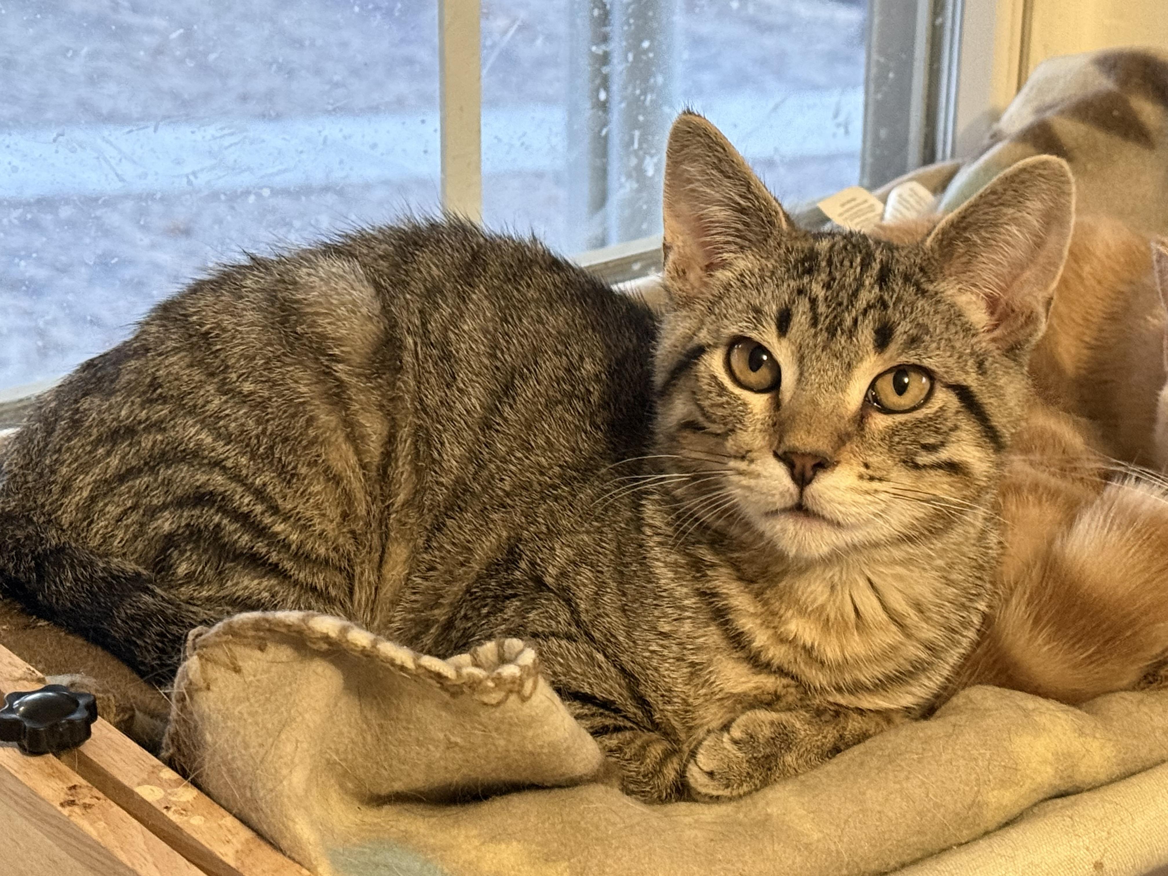 Maze, a Adoptable Domestic Short Hair in Sun Prairie , WI image 1/5