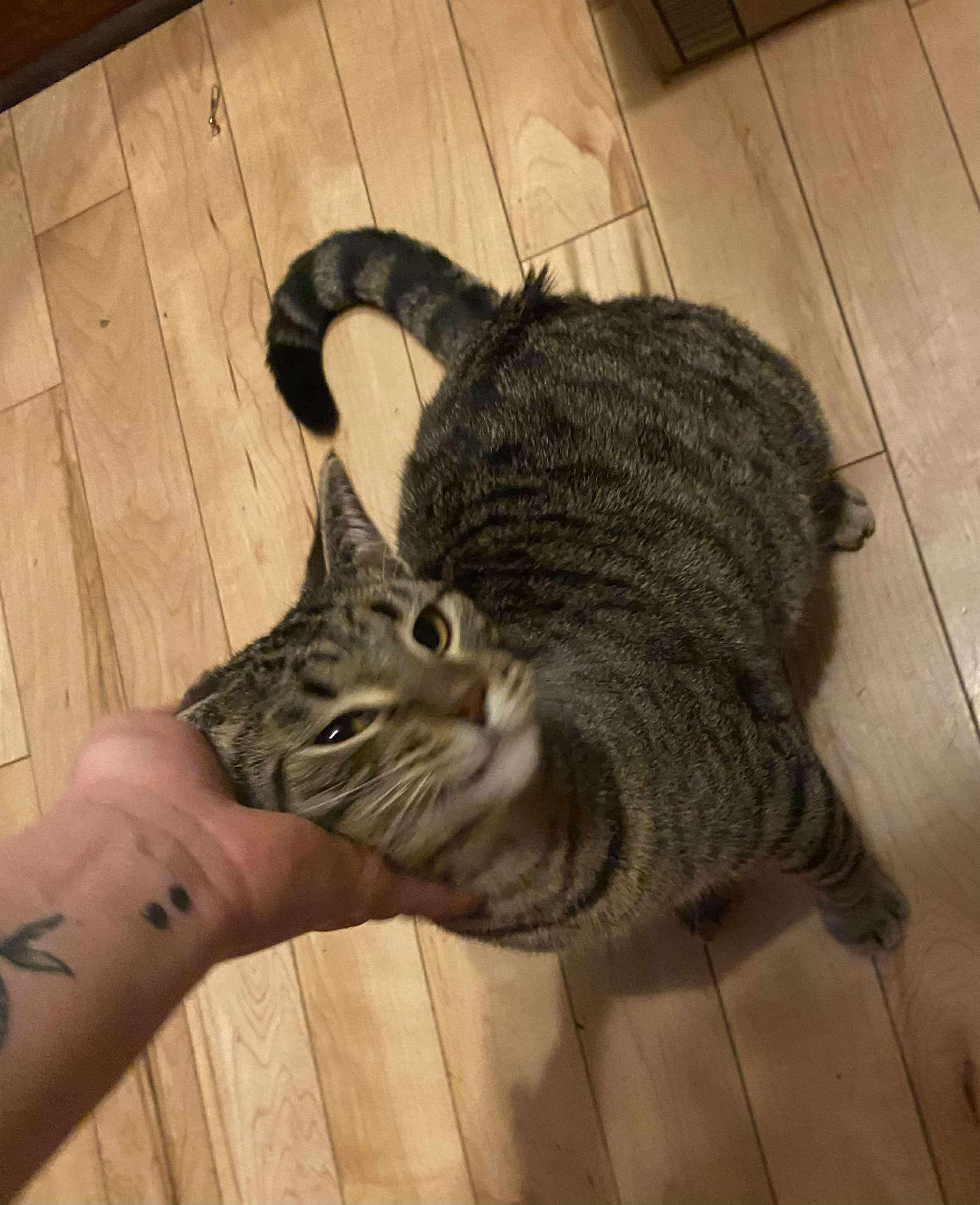 Maze, a Adoptable Domestic Short Hair in Sun Prairie , WI image 5/5