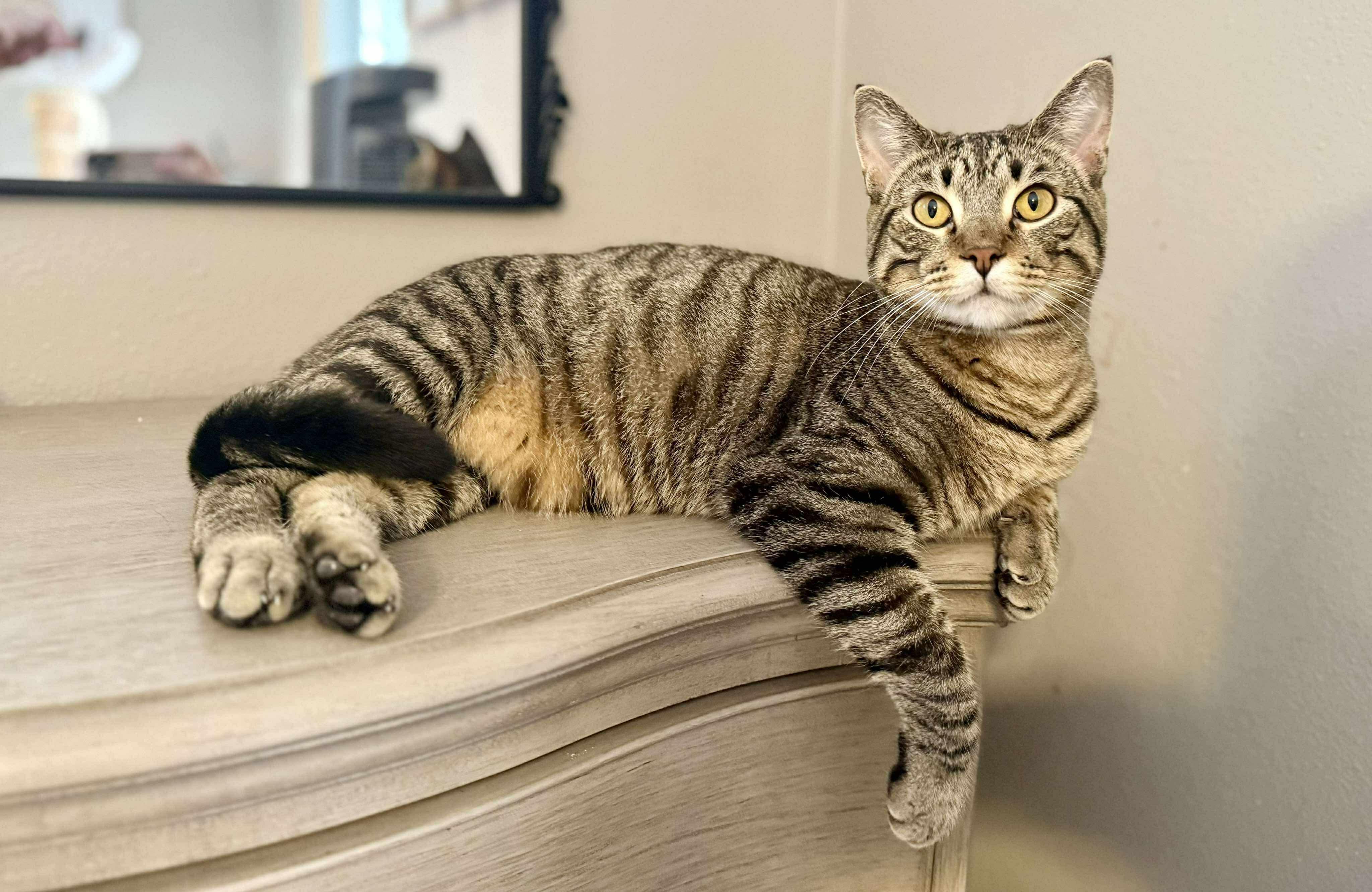 Enlarge Maze, a Adoptable Domestic Short Hair in Stoughton, WI image 1/6