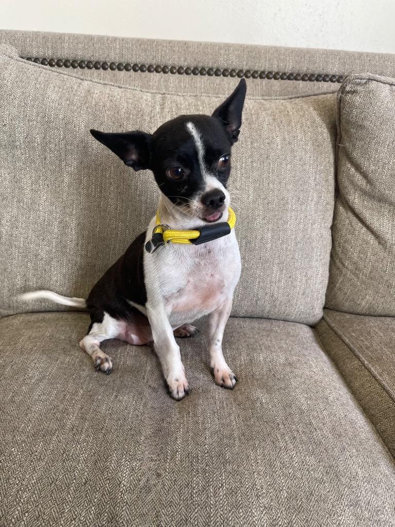 Enlarge Tux, a Adoptable mixed breed in Thousand Oaks, CA image 1/1