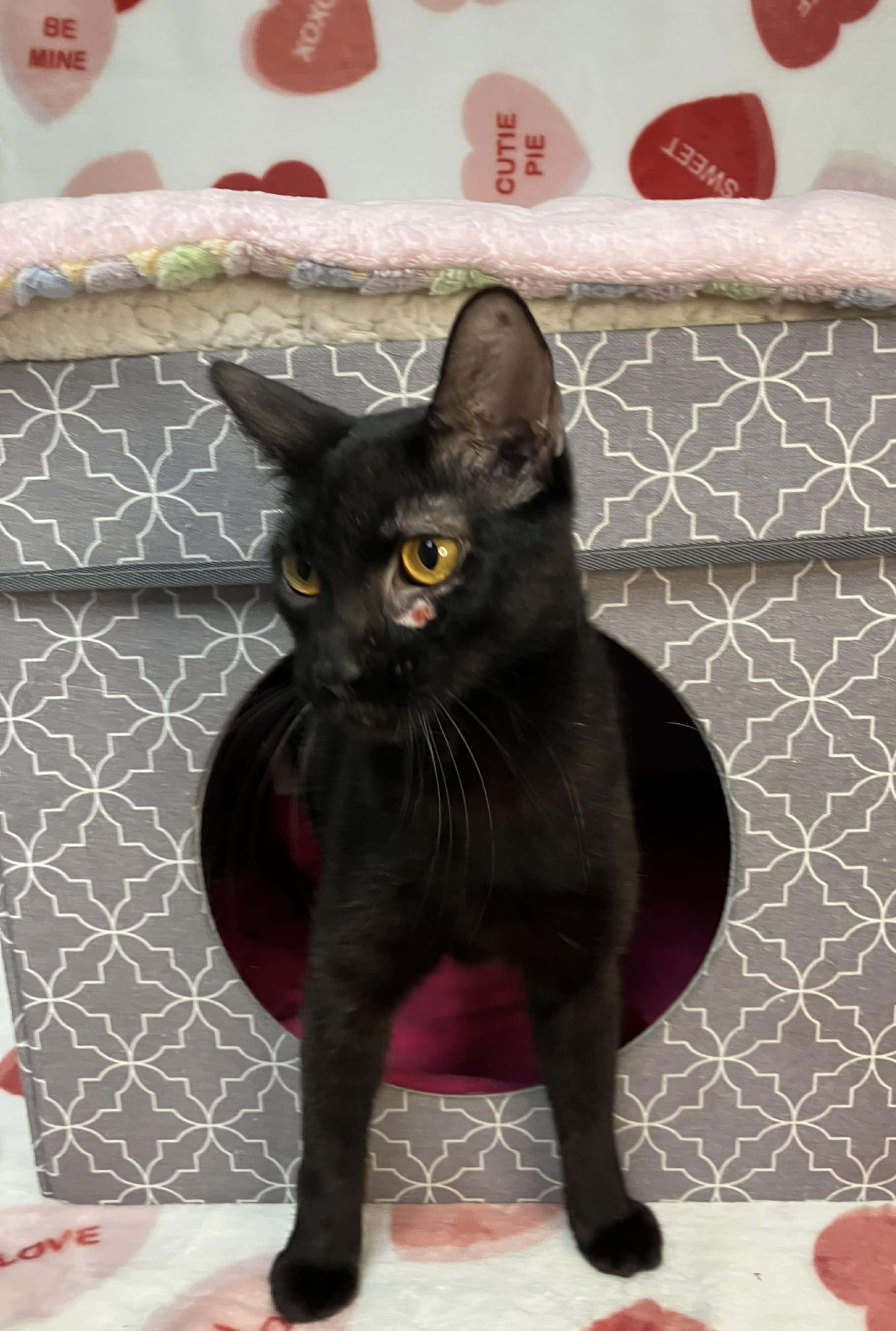 Caterina - sweet and affectionate, Adoptable, Young Female Domestic Short Hair.