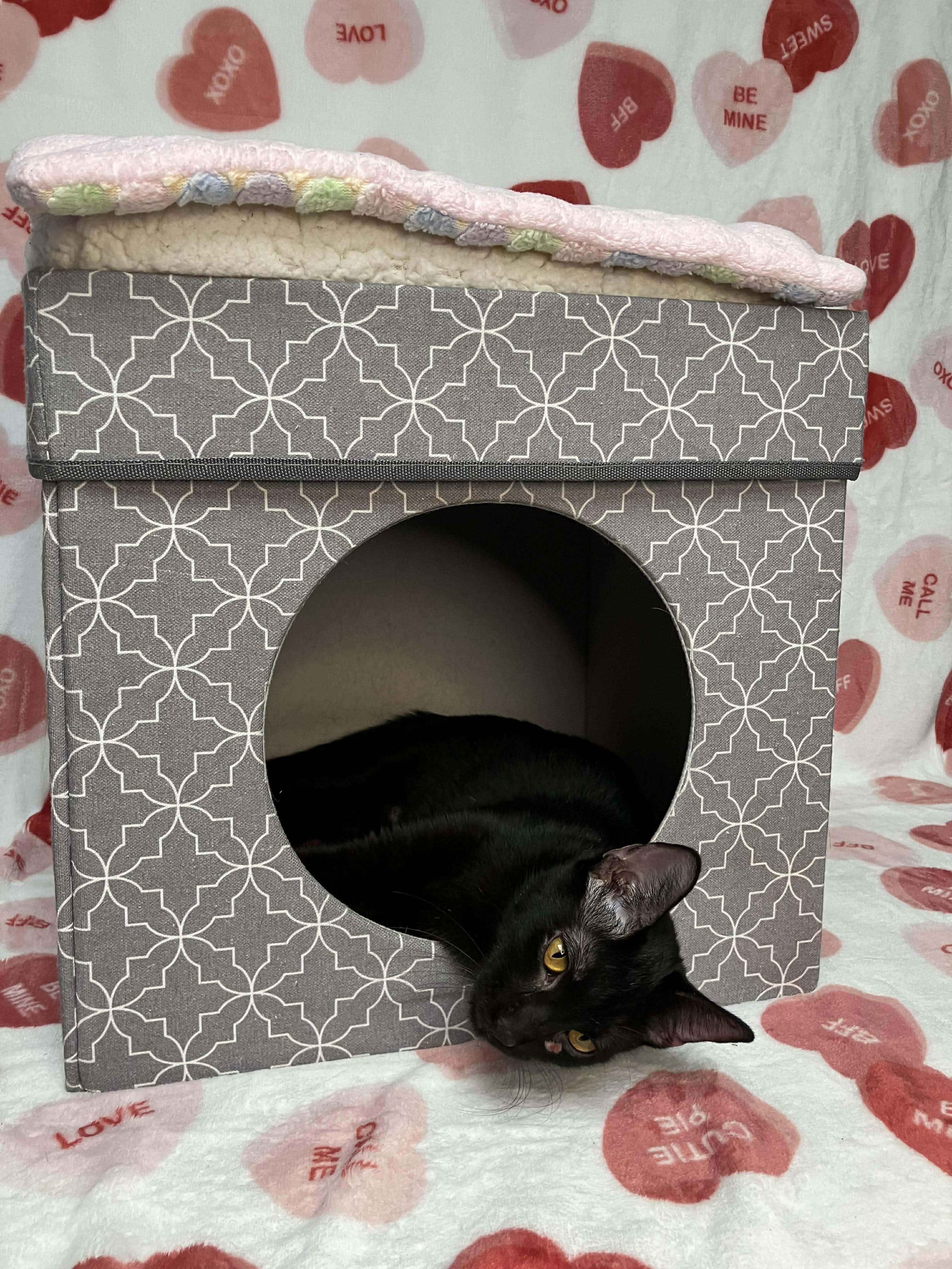 Enlarge Caterina - sweet and affectionate, a Adoptable Domestic Short Hair in Milwaukee, WI image 3/6