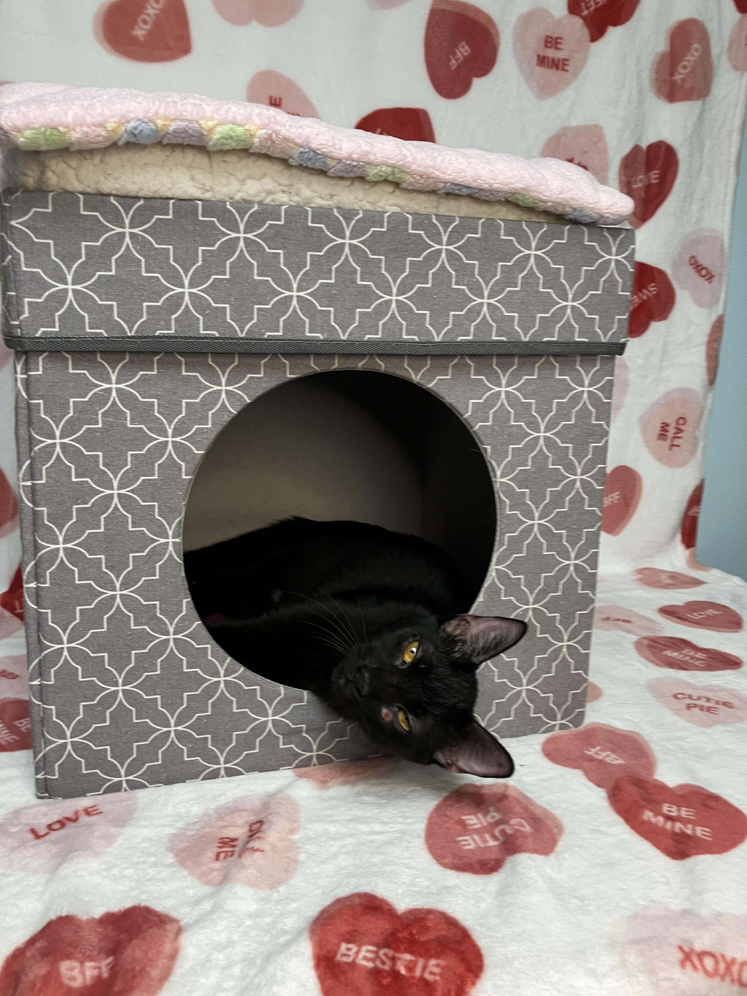 Enlarge Caterina - sweet and affectionate, a Adoptable Domestic Short Hair in Milwaukee, WI image 6/6