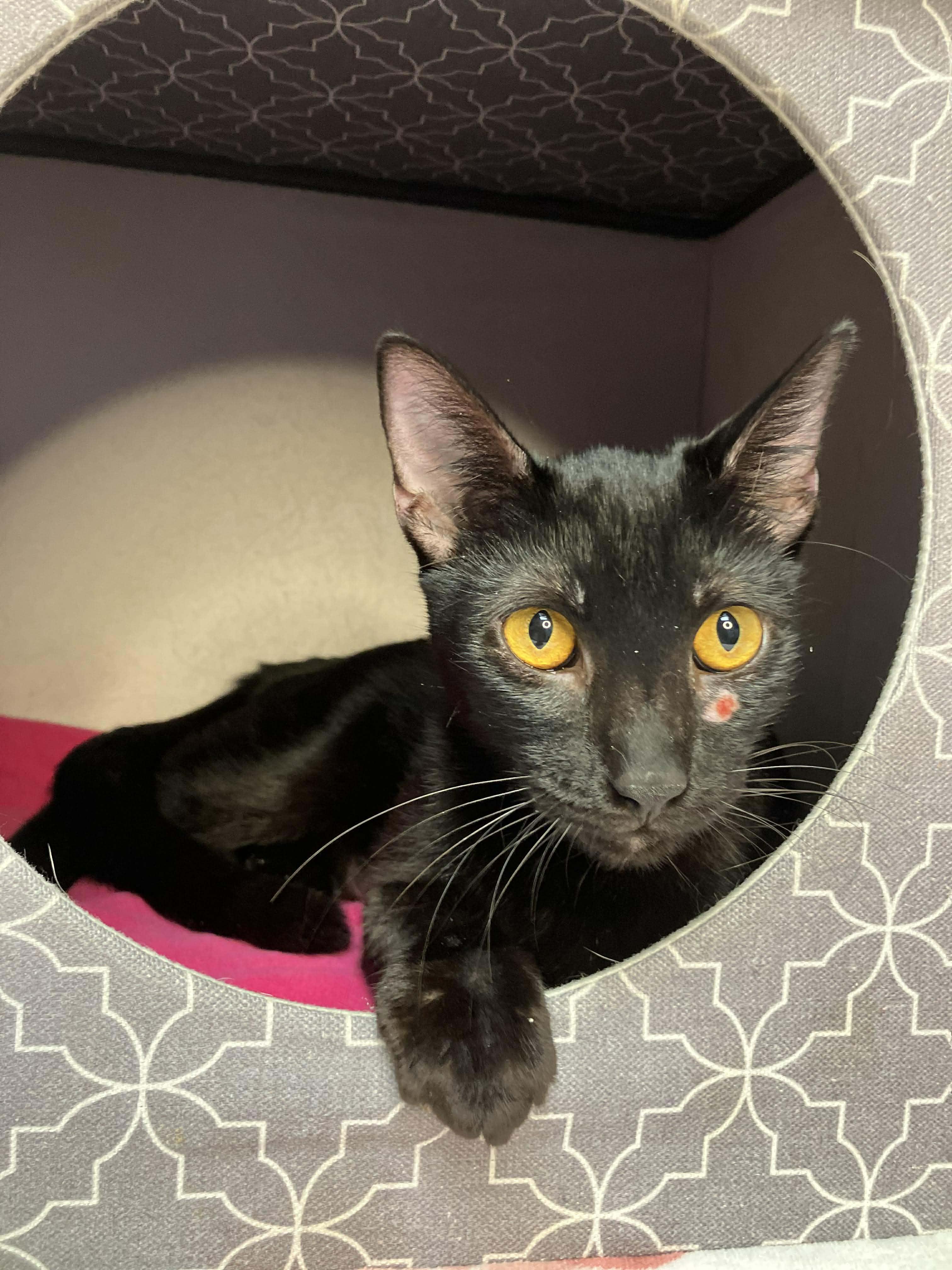 Enlarge Caterina - sweet and affectionate, a Adoptable Domestic Short Hair in Milwaukee, WI image 2/6