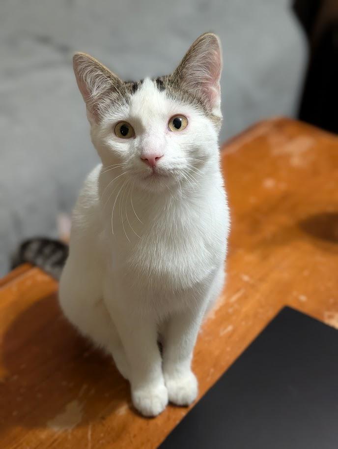 Enlarge Jett, a Adoptable Domestic Short Hair in Kohler, WI image 1/1