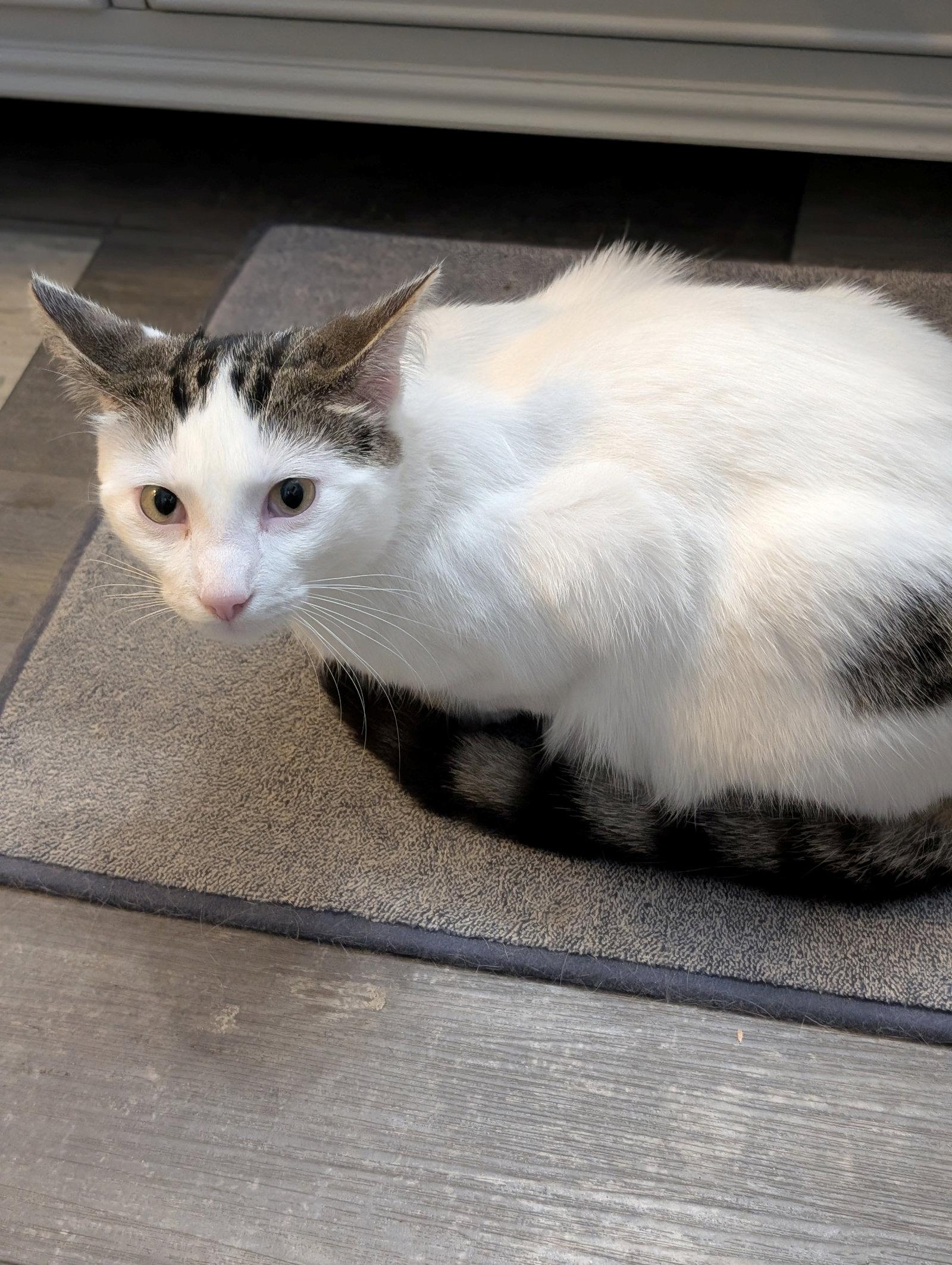 Enlarge Jett, a Adoptable Domestic Short Hair in Kohler, WI image 2/2