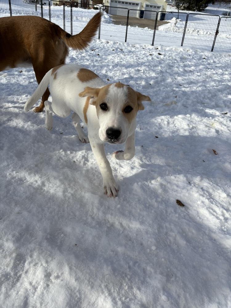 Enlarge Jangle, a Adoptable mixed breed in Deerfield, WI image 1/6