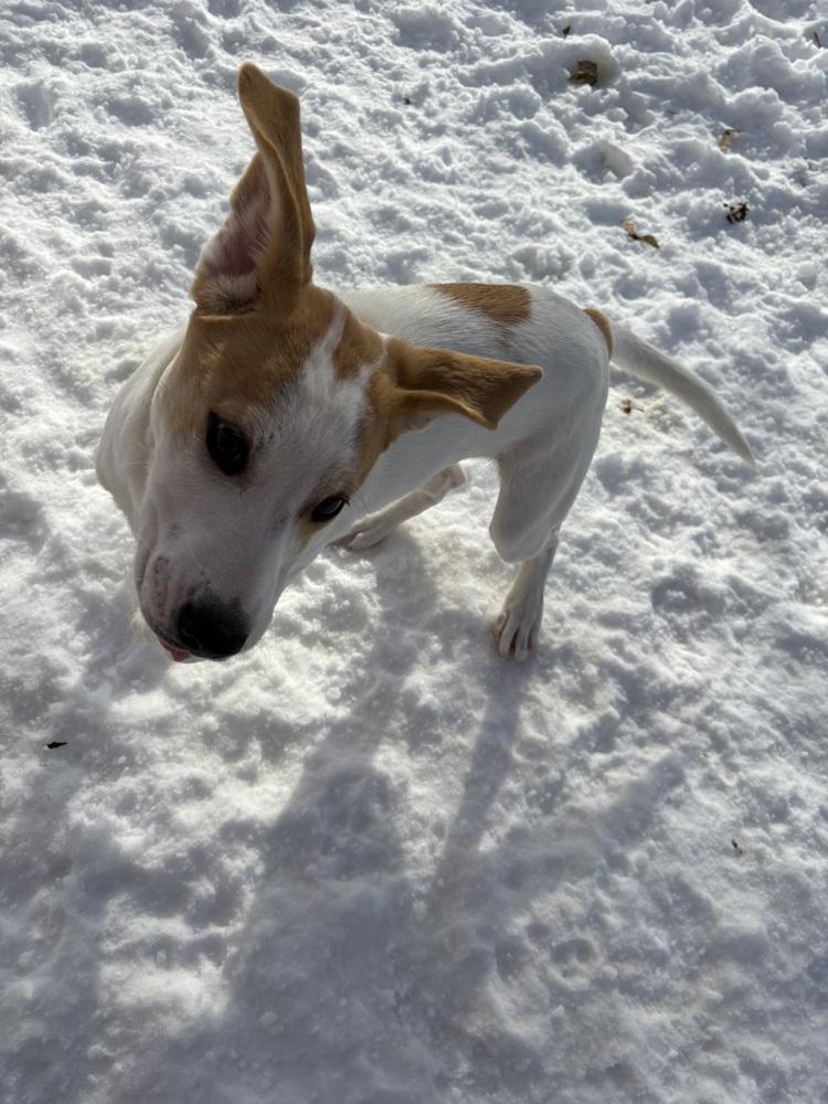 Enlarge Jangle, a Adoptable mixed breed in Deerfield, WI image 3/6