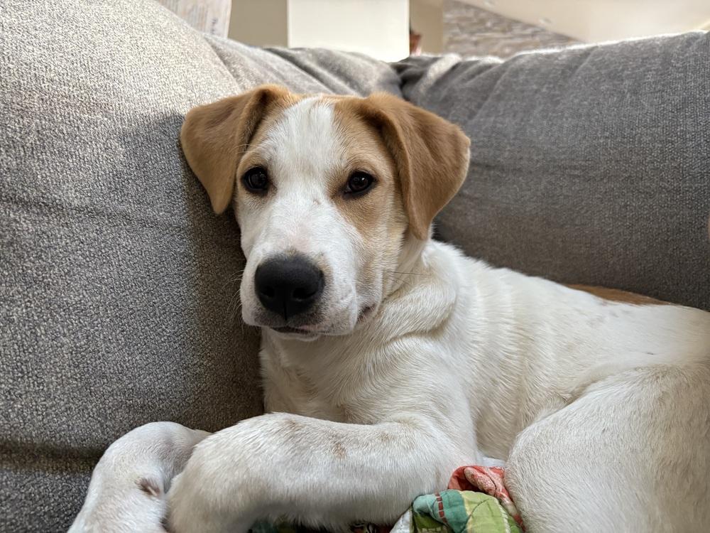 Enlarge Jangle, a Adoptable mixed breed in Deerfield, WI image 3/6