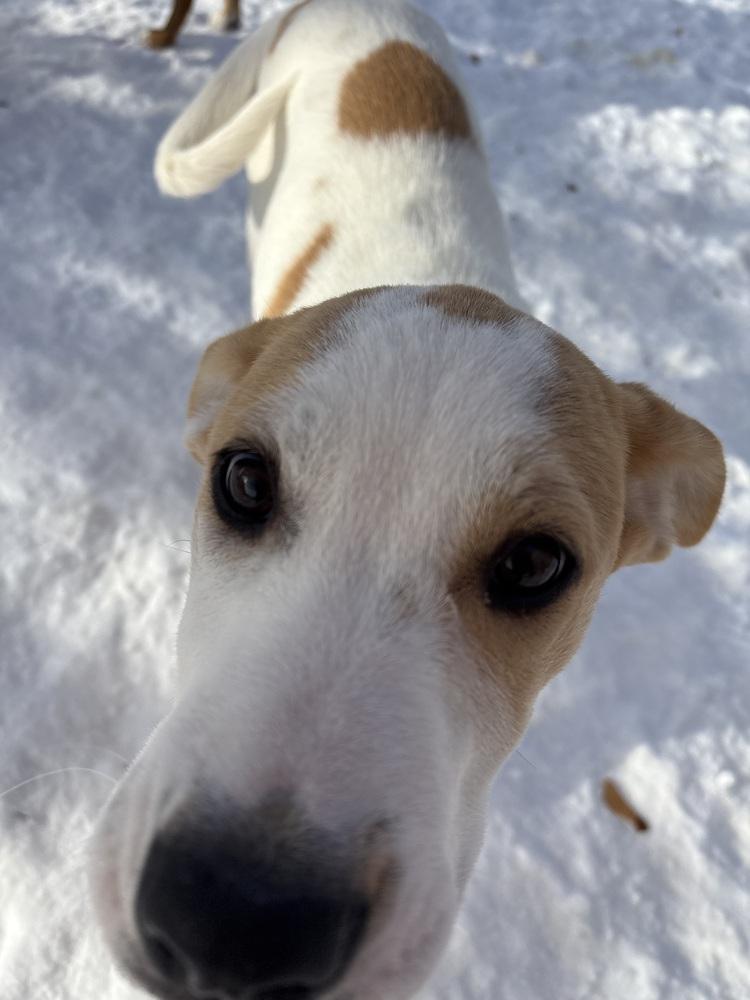 Enlarge Jangle, a Adoptable mixed breed in Deerfield, WI image 4/6