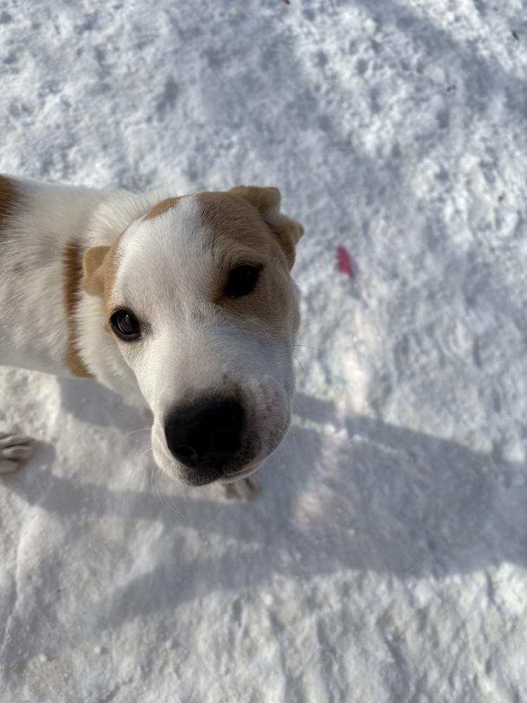 Enlarge Jangle, a Adoptable mixed breed in Deerfield, WI image 4/6