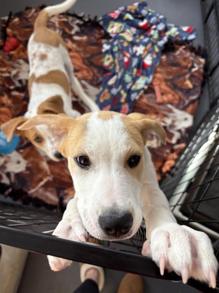 Enlarge Jangle, a Adoptable mixed breed in Deerfield, WI image 5/6