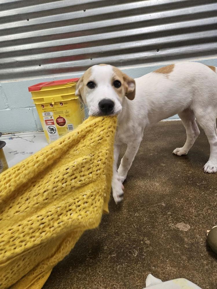 Enlarge Jangle, a Adoptable mixed breed in Deerfield, WI image 6/6