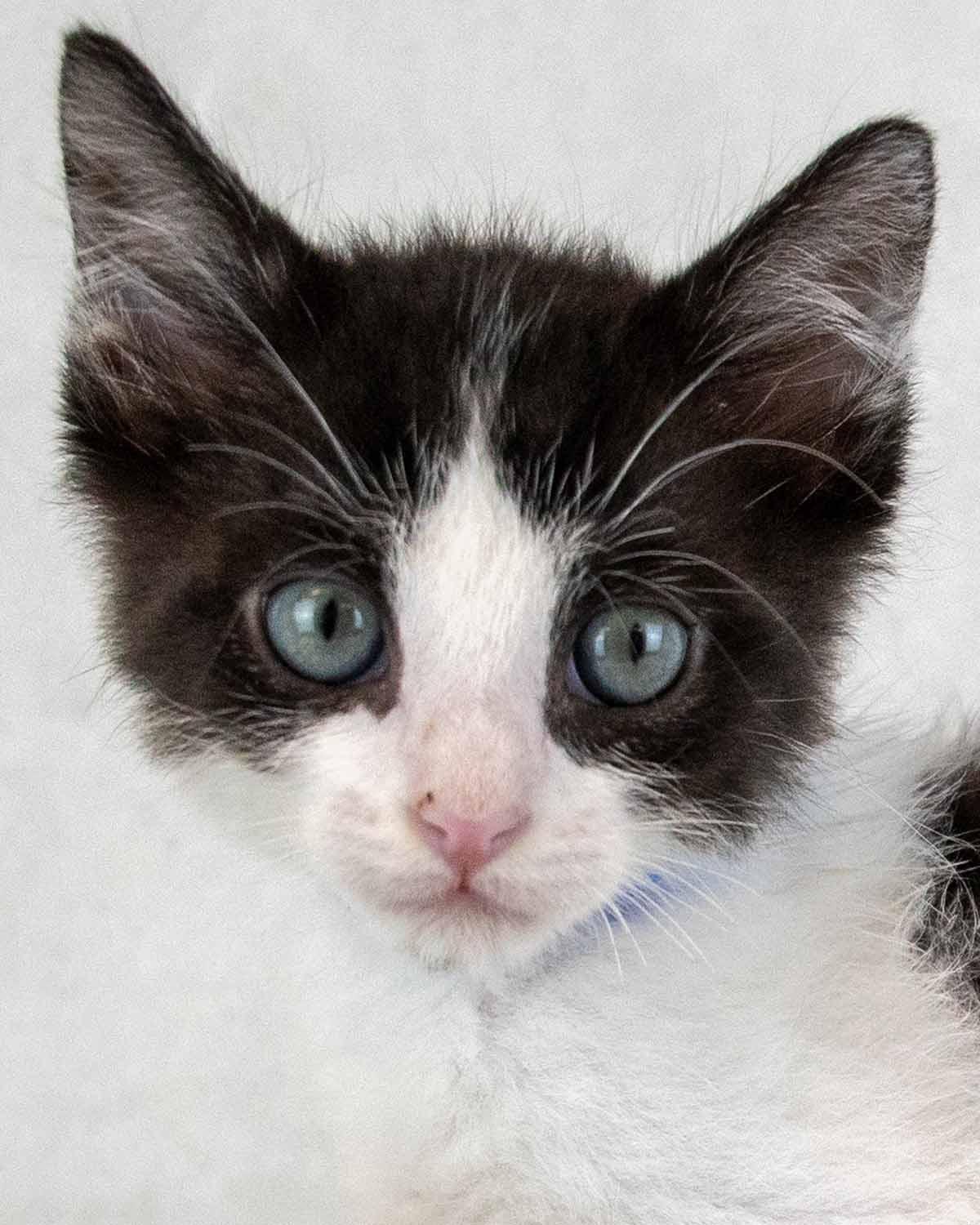 Finn, adopted, Kitten Male Domestic Short Hair.