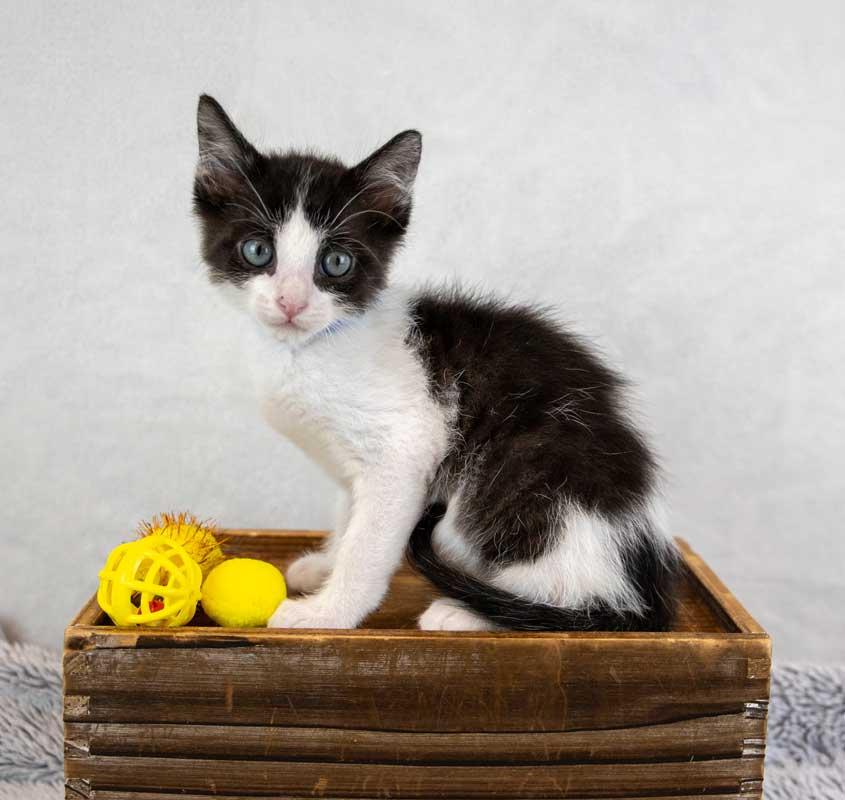 Enlarge Finn, an adopted Domestic Short Hair in Kennesaw, GA image 5/6