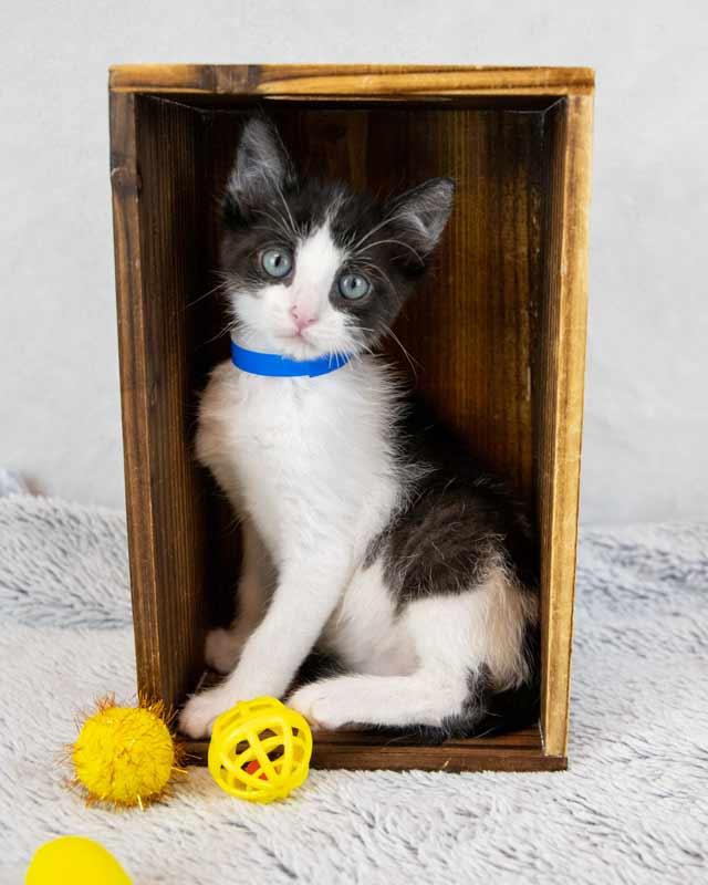 Enlarge Finn, an adopted Domestic Short Hair in Kennesaw, GA image 6/6