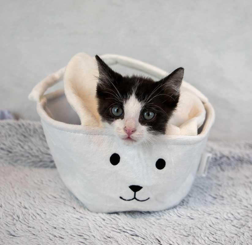 Enlarge Finn, an adopted Domestic Short Hair in Kennesaw, GA image 3/6