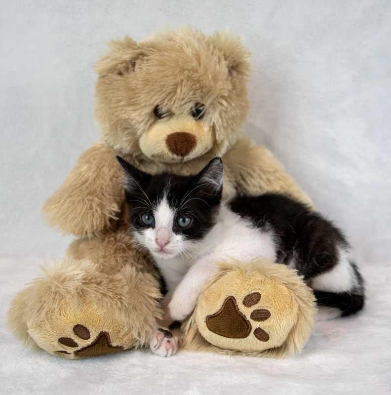 Enlarge Finn, an adopted Domestic Short Hair in Kennesaw, GA image 2/6