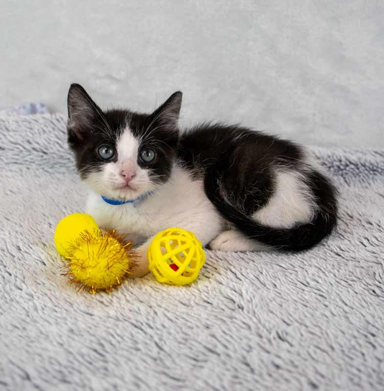 Enlarge Finn, an adopted Domestic Short Hair in Kennesaw, GA image 4/6