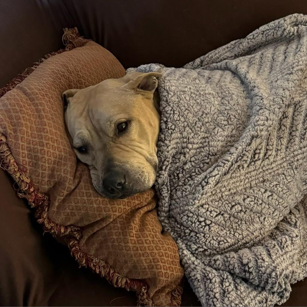 Enlarge Sampson, a Adoptable mixed breed in South Elgin, IL image 1/6