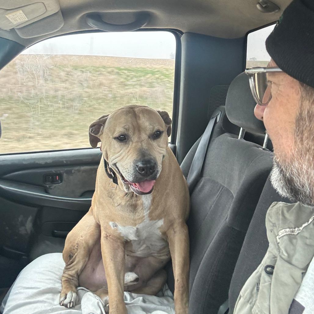 Enlarge Sampson, a Adoptable mixed breed in South Elgin, IL image 2/6