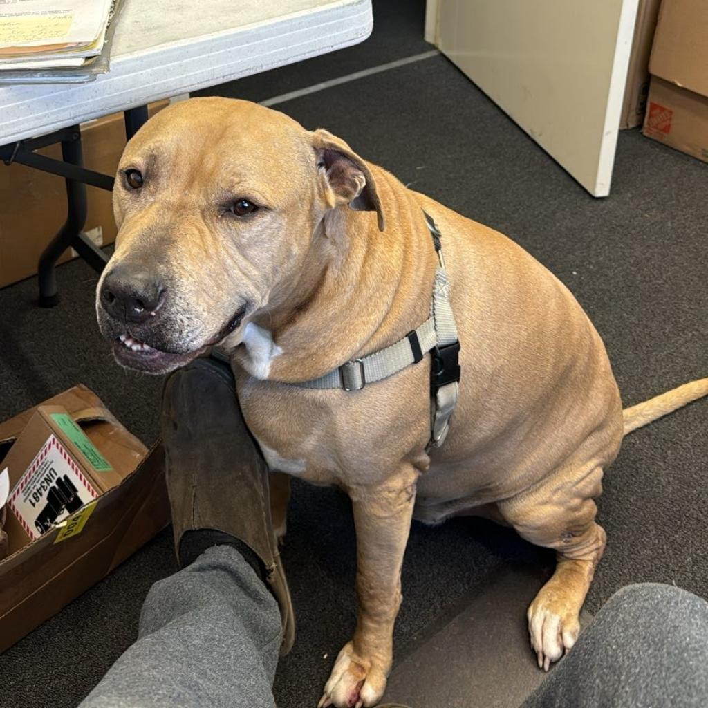 Enlarge Sampson, a Adoptable mixed breed in South Elgin, IL image 3/6