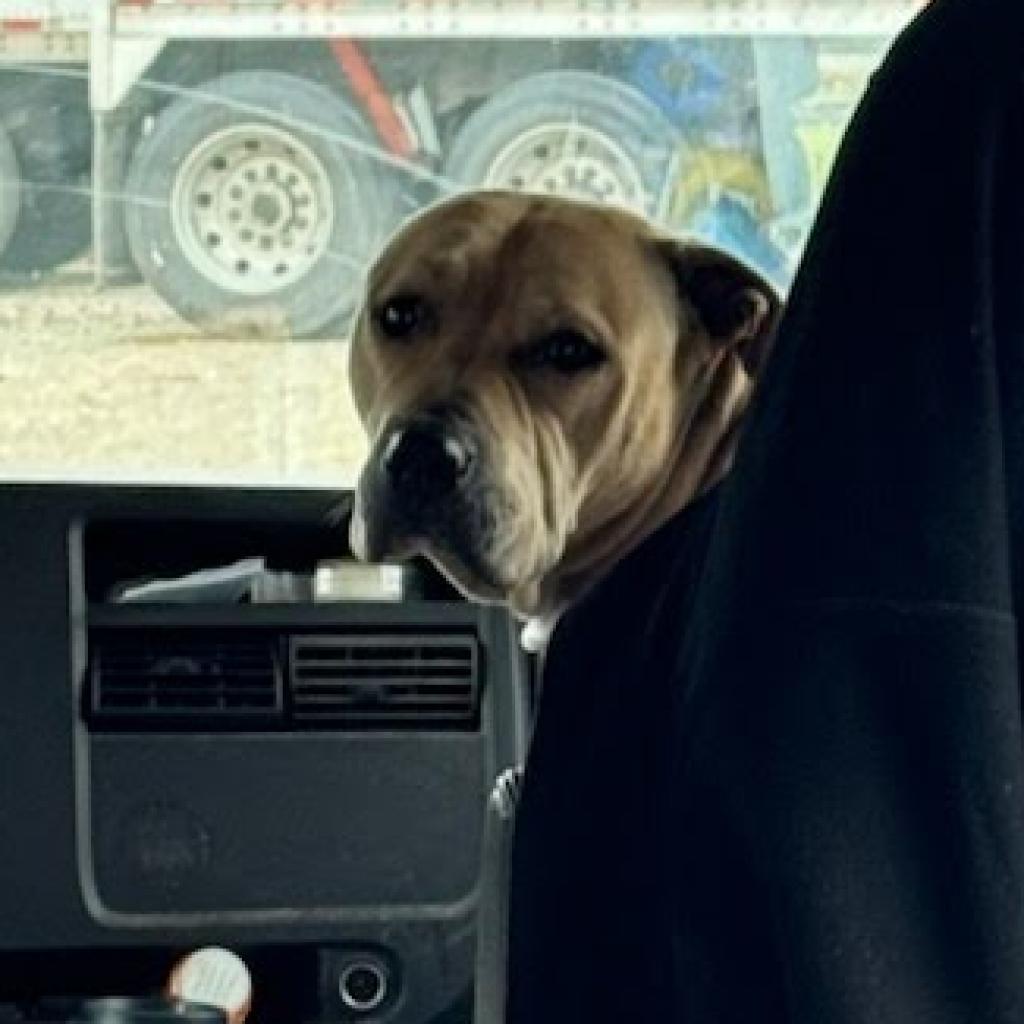 Enlarge Sampson, a Adoptable mixed breed in South Elgin, IL image 4/6