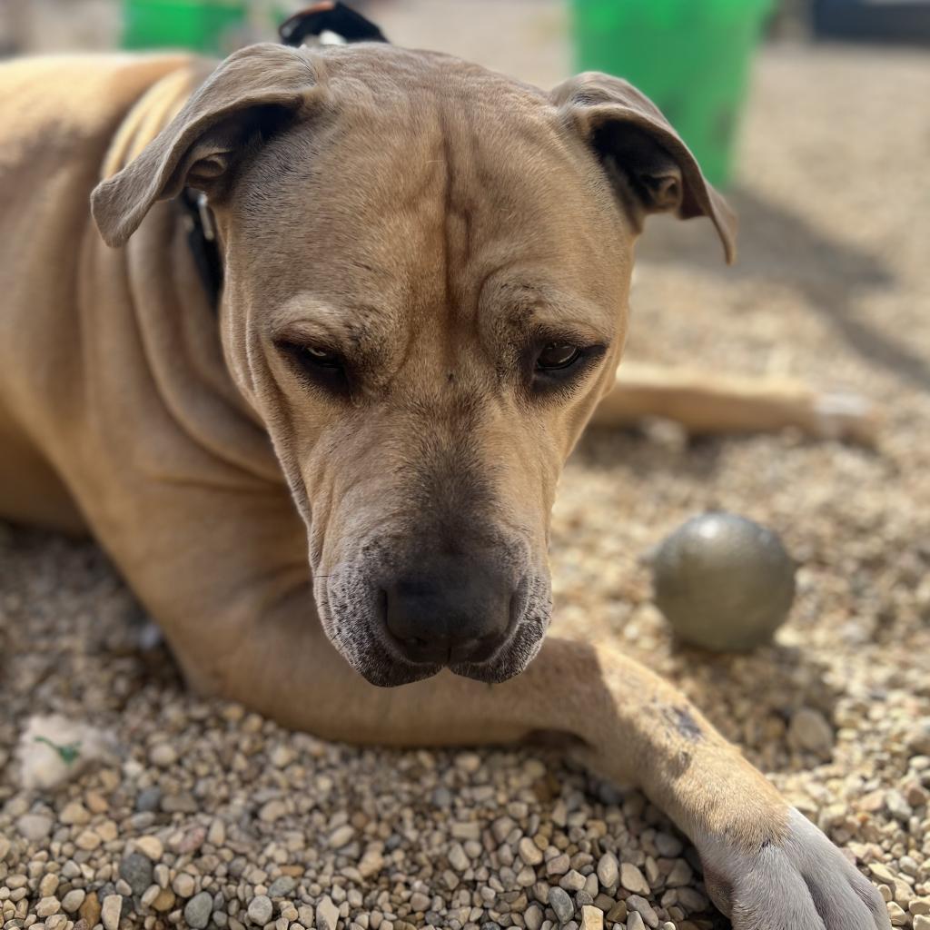 Enlarge Sampson, a Adoptable mixed breed in South Elgin, IL image 5/6