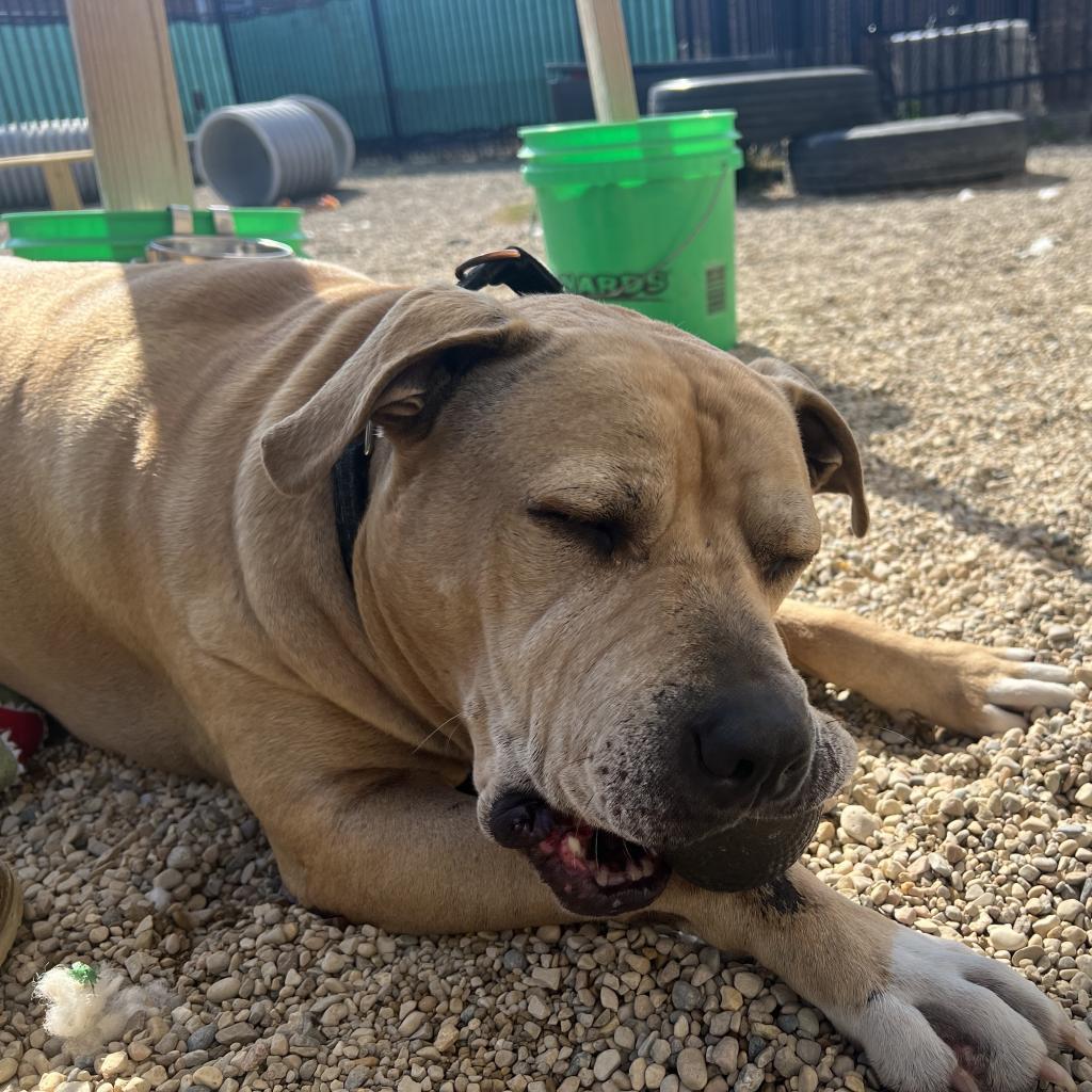 Enlarge Sampson, a Adoptable mixed breed in South Elgin, IL image 6/6