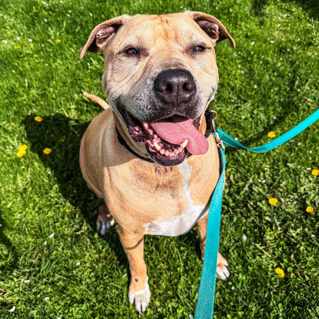 Enlarge Sampson, a Adoptable mixed breed in South Elgin, IL image 6/6