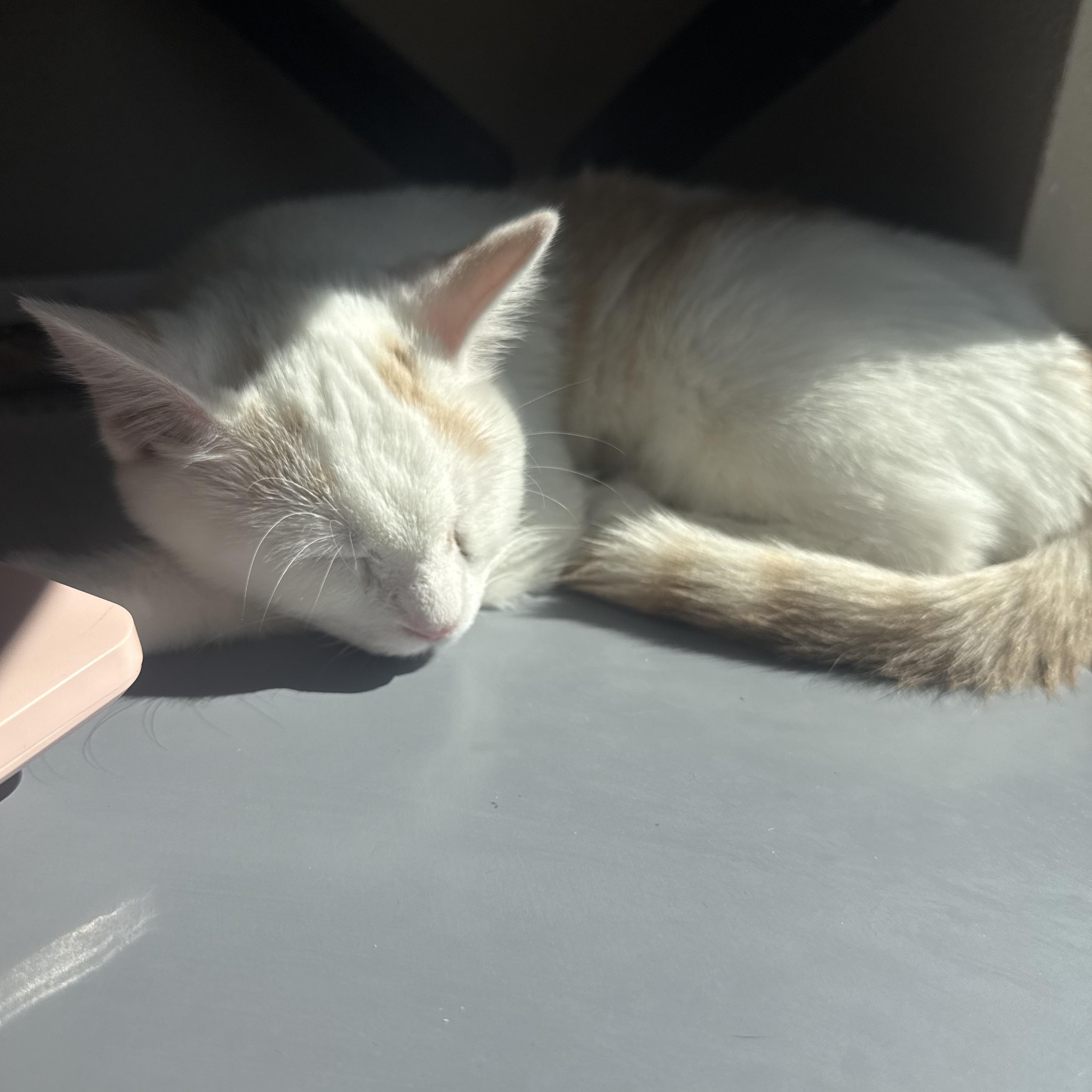 Enlarge Echo, an adopted Domestic Short Hair in San Diego, CA image 4/4