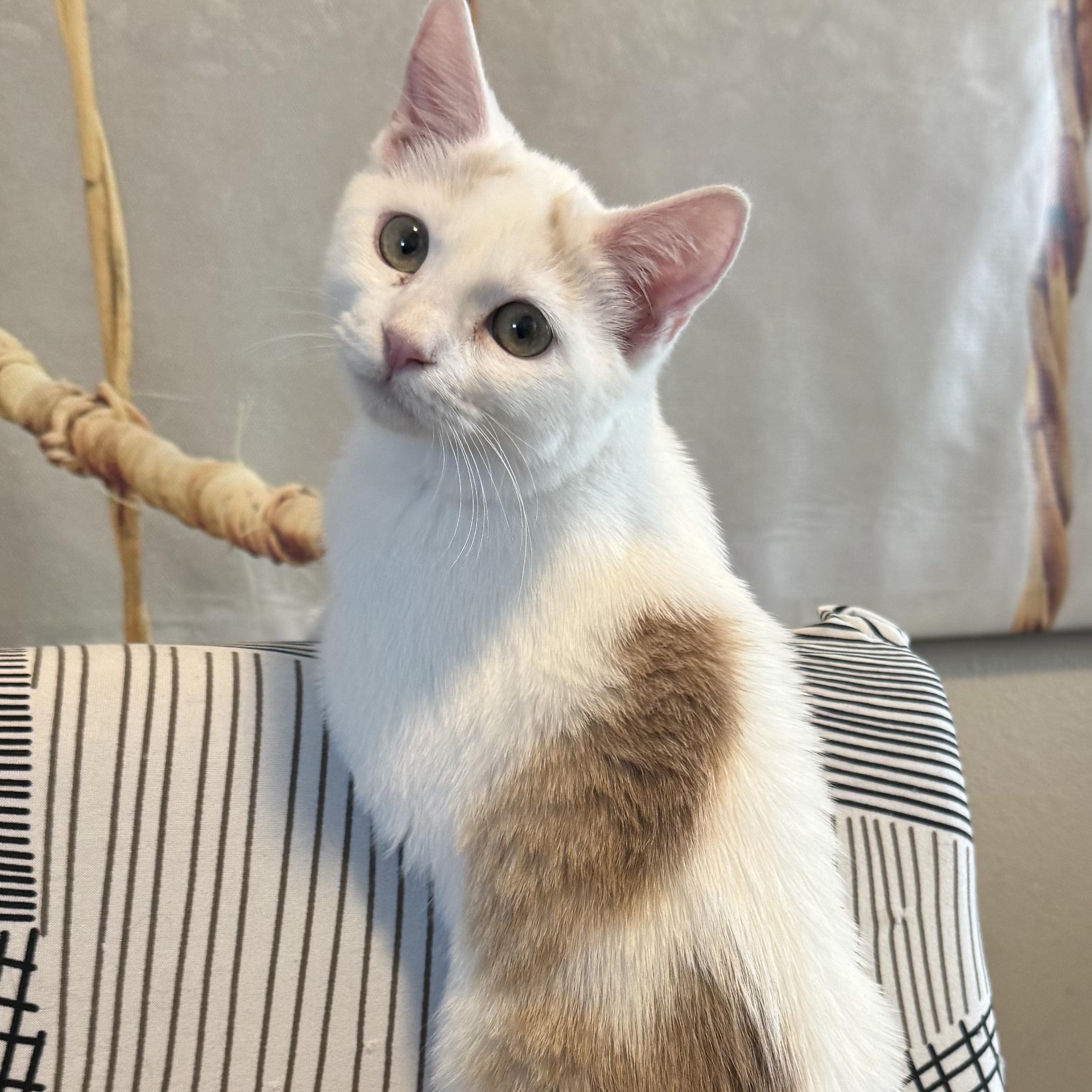 Enlarge Echo, an adopted Domestic Short Hair in San Diego, CA image 2/4