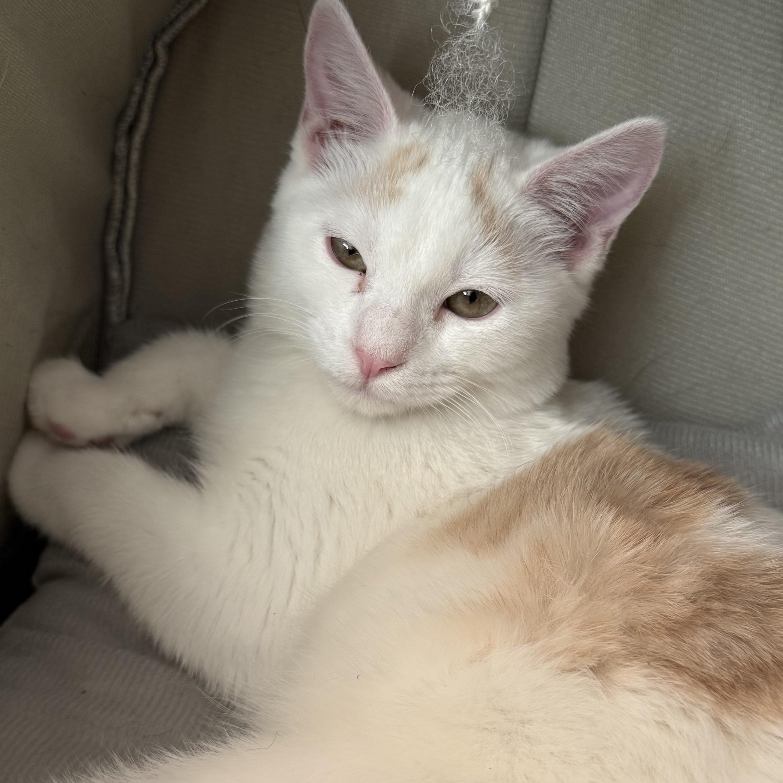 Enlarge Echo, an adopted Domestic Short Hair in San Diego, CA image 3/4