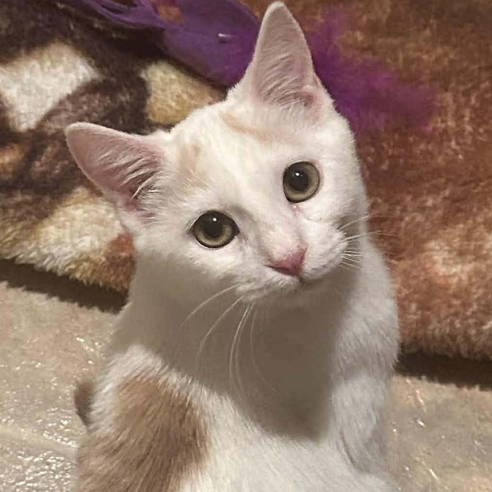 Enlarge Echo, an adopted Domestic Short Hair in San Diego, CA image 1/4