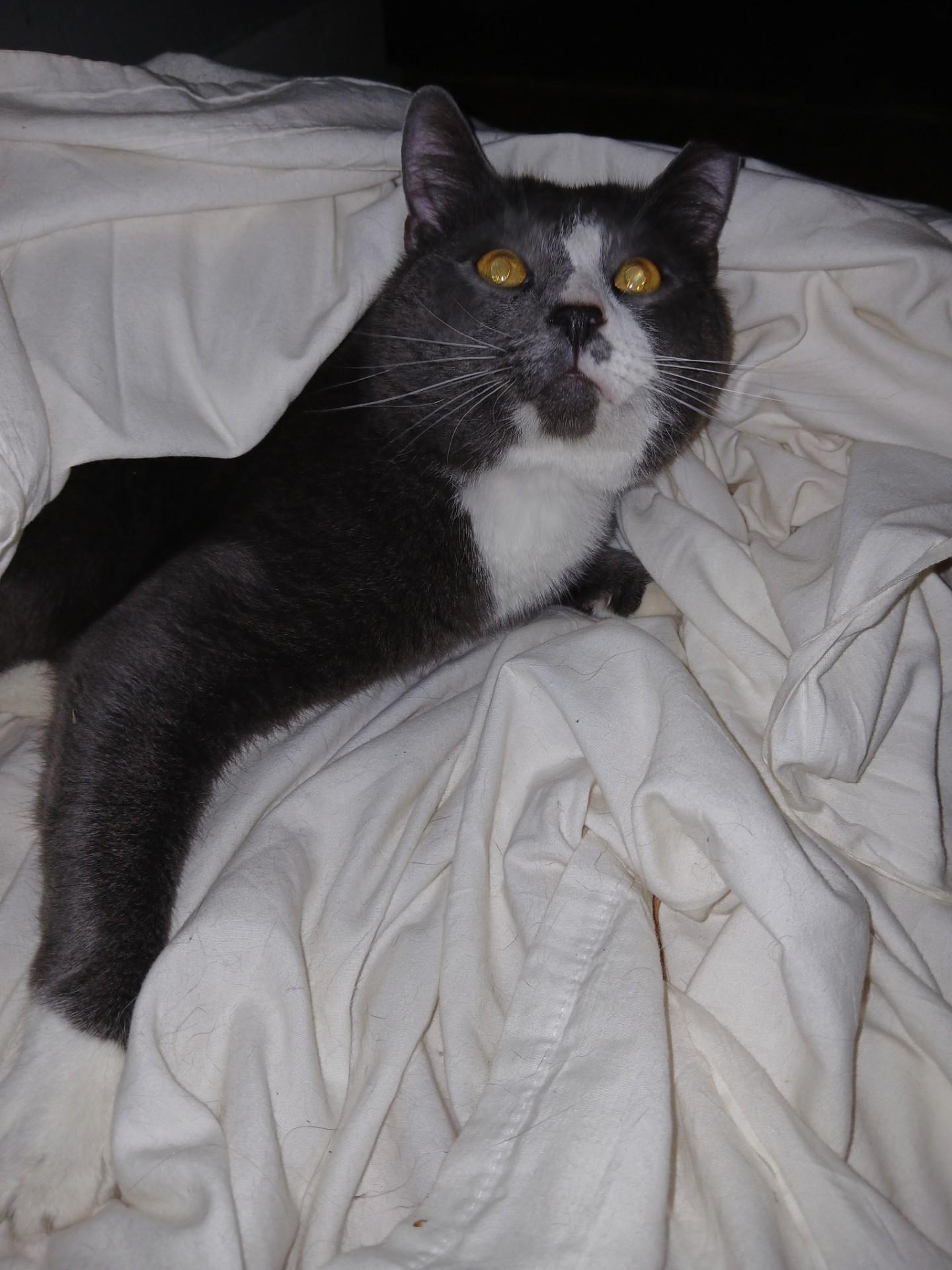 Enlarge Stickers, a Adoptable American Shorthair in Nutley, NJ image 1/2