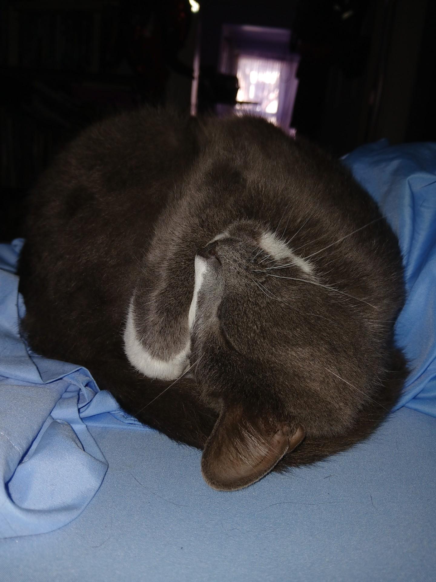 Enlarge Stickers, a Adoptable American Shorthair in Nutley, NJ image 2/2