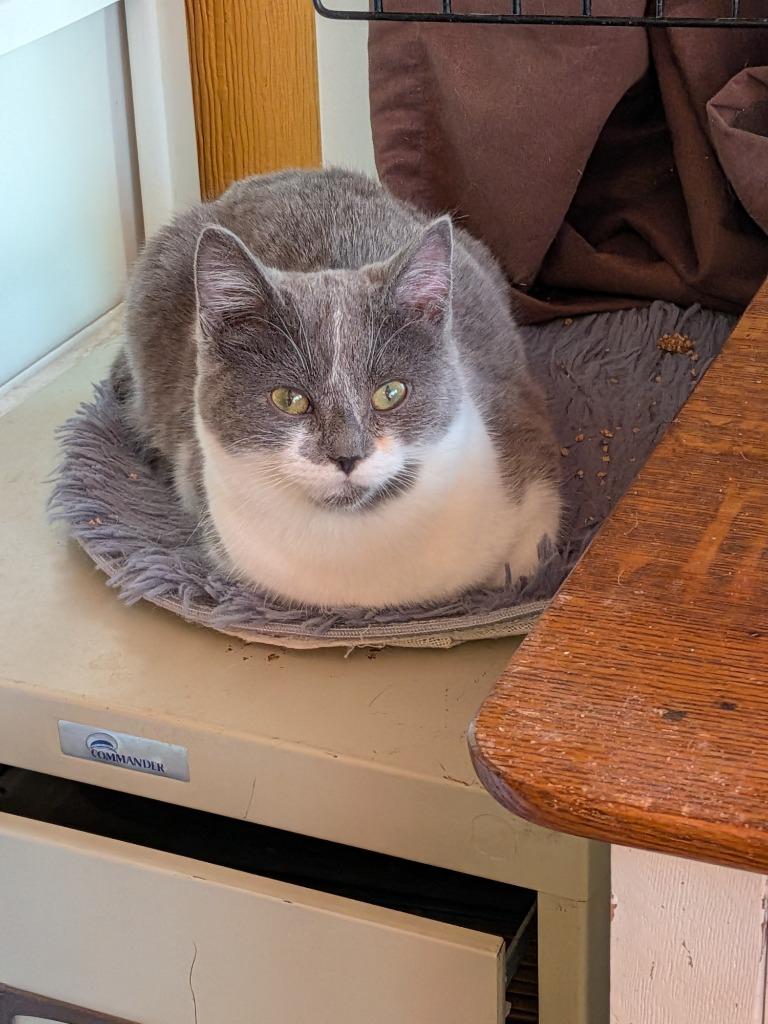 Steve, Adoptable, Young Male Domestic Short Hair.