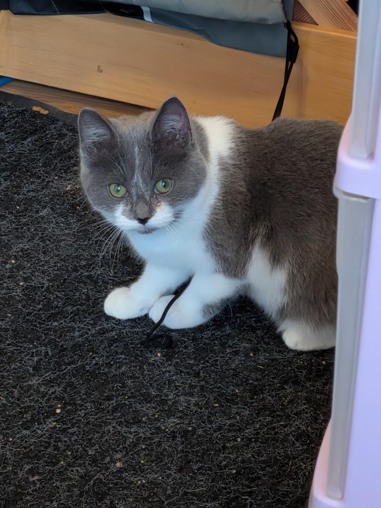 Enlarge Steve, a Adoptable Domestic Short Hair in Arthur, ON image 2/3