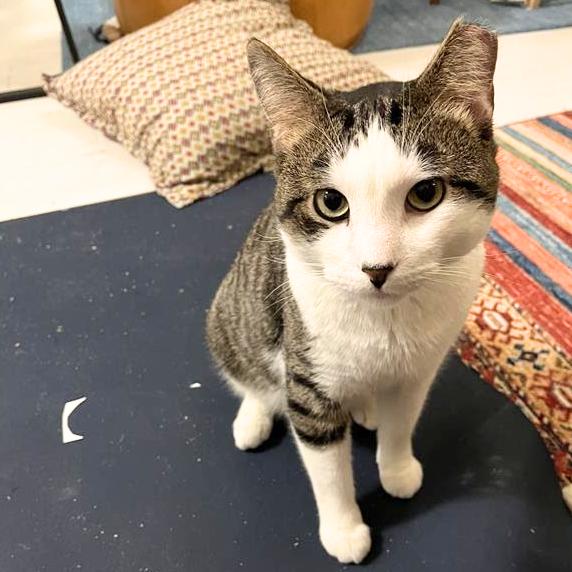 Enlarge Bedhead, a Adopted Domestic Short Hair in Brooklyn, NY image 1/3