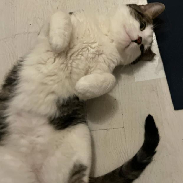 Enlarge Bedhead, a Adopted Domestic Short Hair in Brooklyn, NY image 2/3