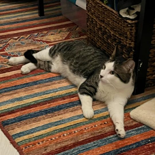 Enlarge Bedhead, a Adopted Domestic Short Hair in Brooklyn, NY image 3/3