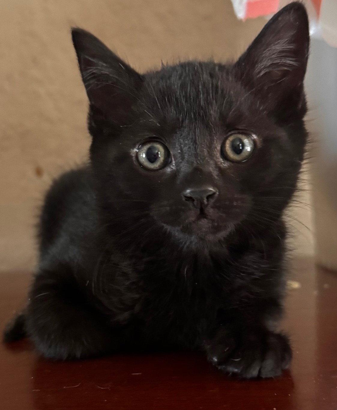 Enlarge Rita-ADOPTED, a Adopted Domestic Medium Hair in San Jose, CA image 2/2