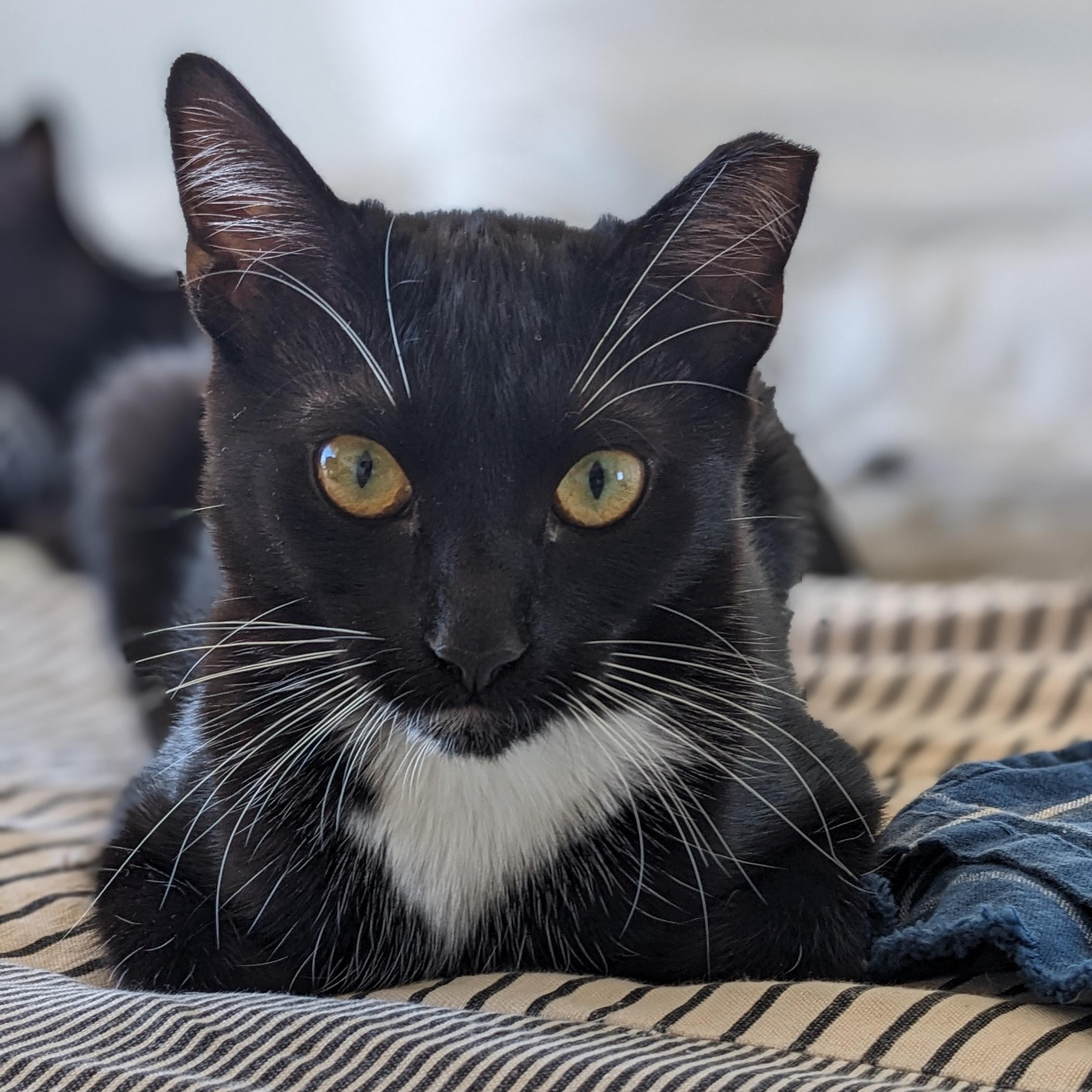 Tiki, a Adoptable mixed breed in San Francisco, CA image 1/3