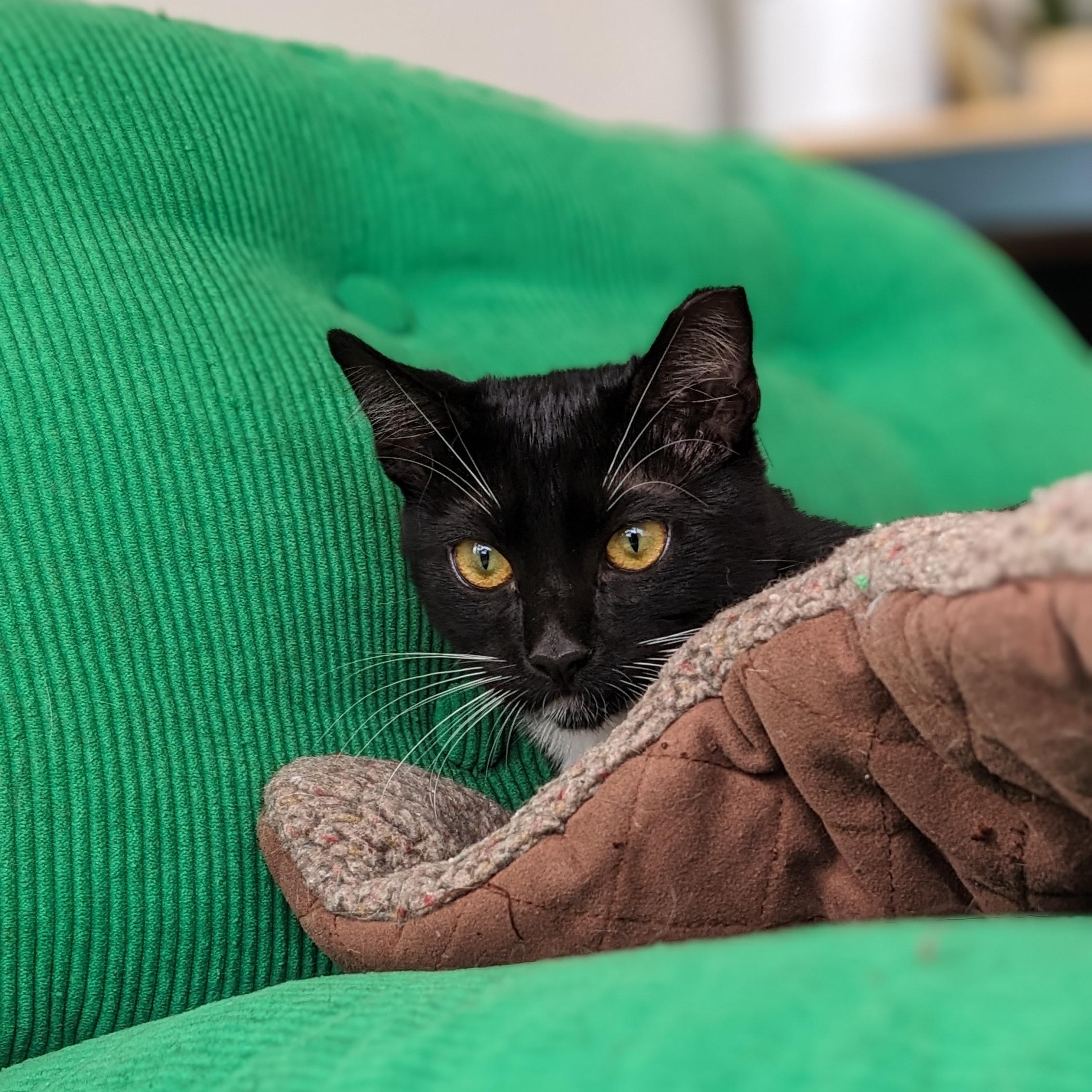 Tiki, a Adoptable mixed breed in San Francisco, CA image 2/3