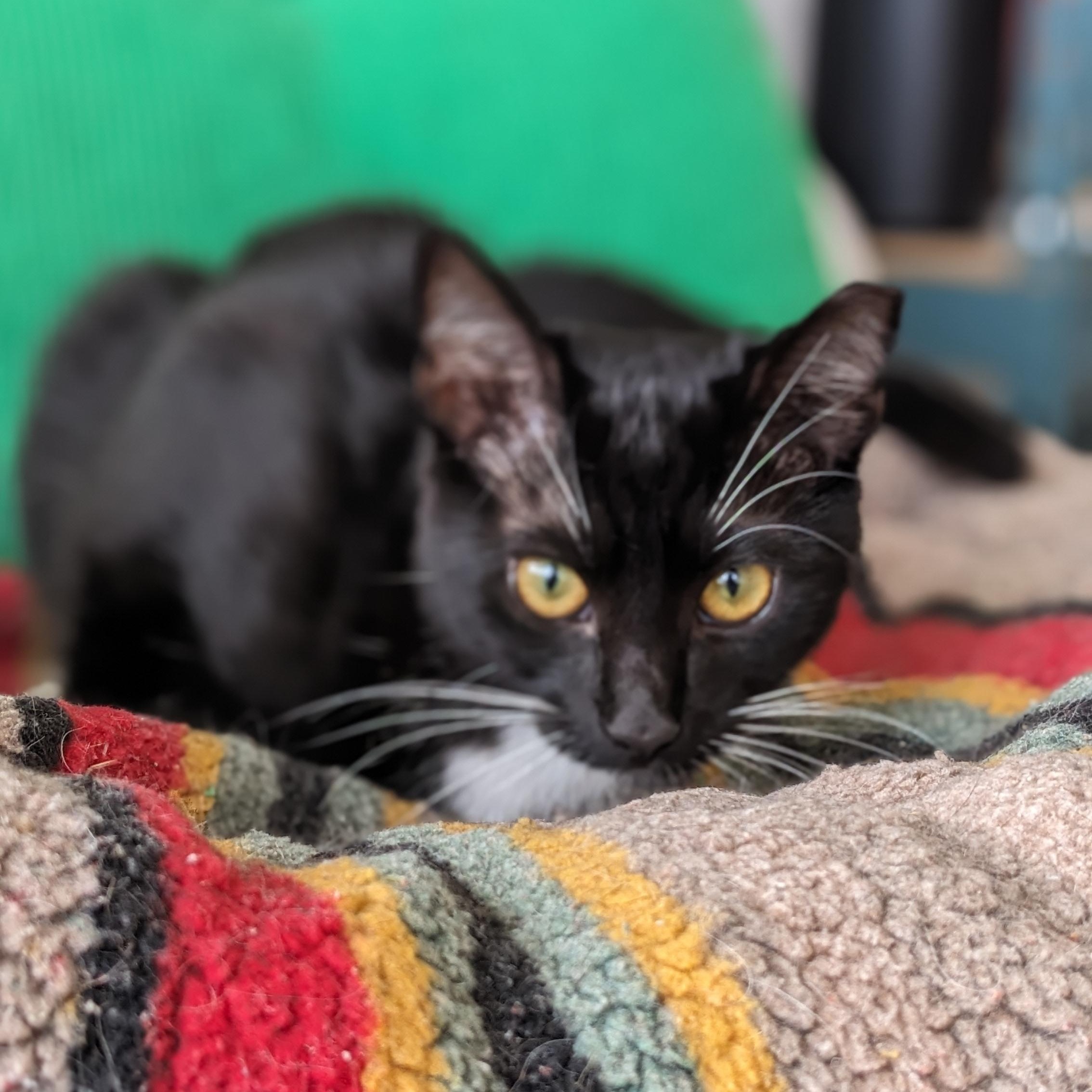 Tiki, a Adoptable mixed breed in San Francisco, CA image 3/3